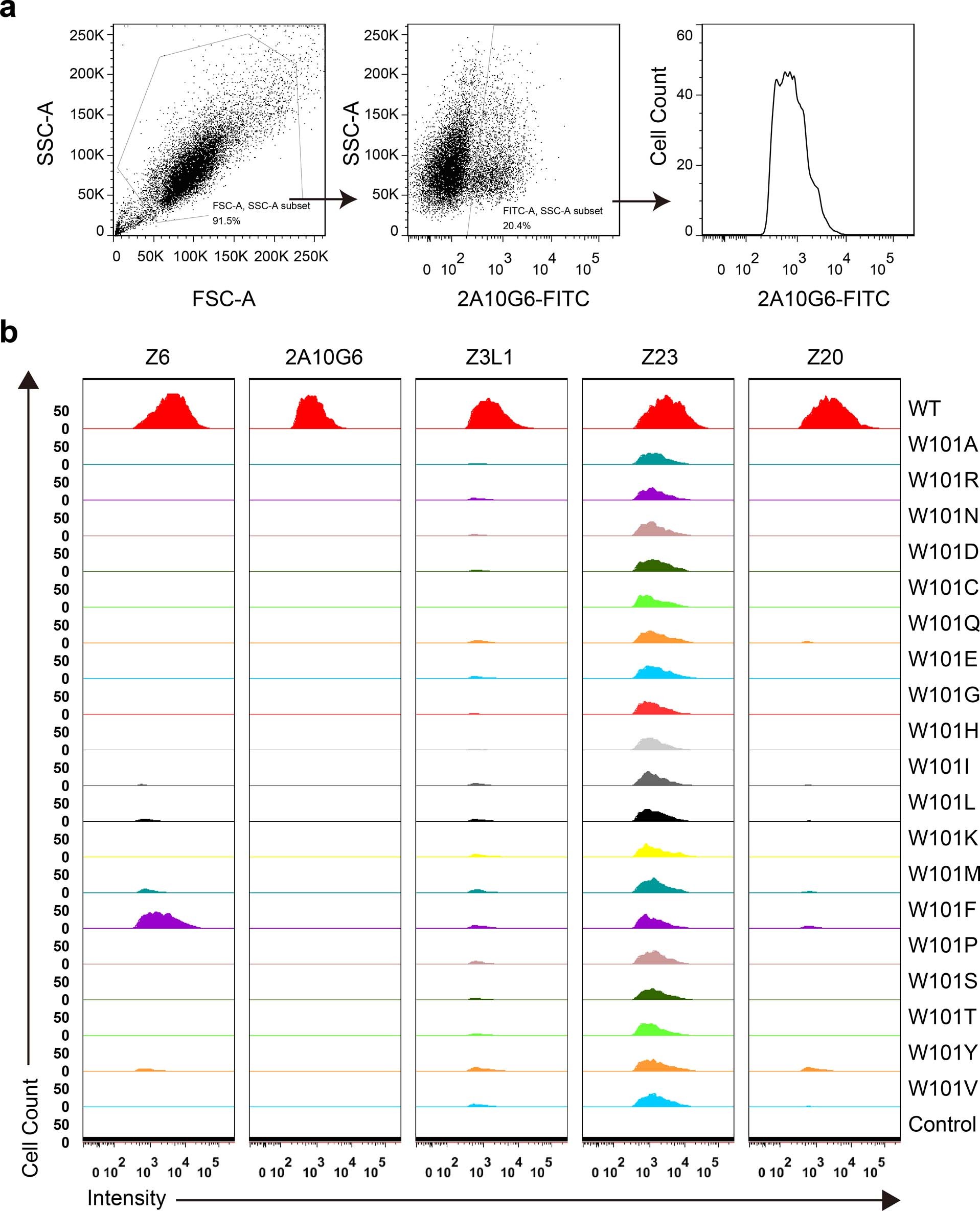 Extended Data Fig. 3: Flow cytometry detection of antigen expression and epitope display.
