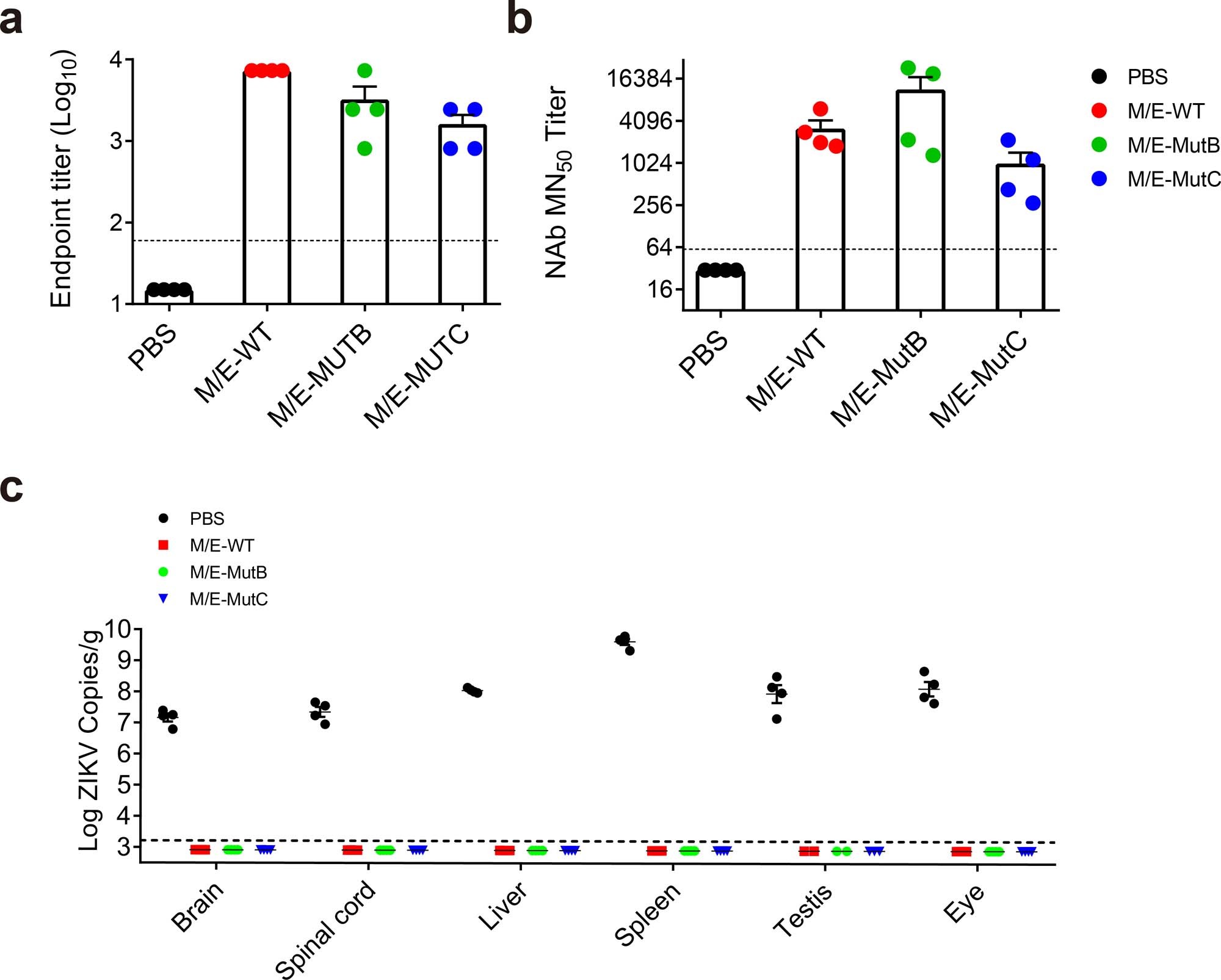 Extended Data Fig. 6: Protective efficacy of MutB/C-based vaccine against ZIKV infection at 3 DPI.