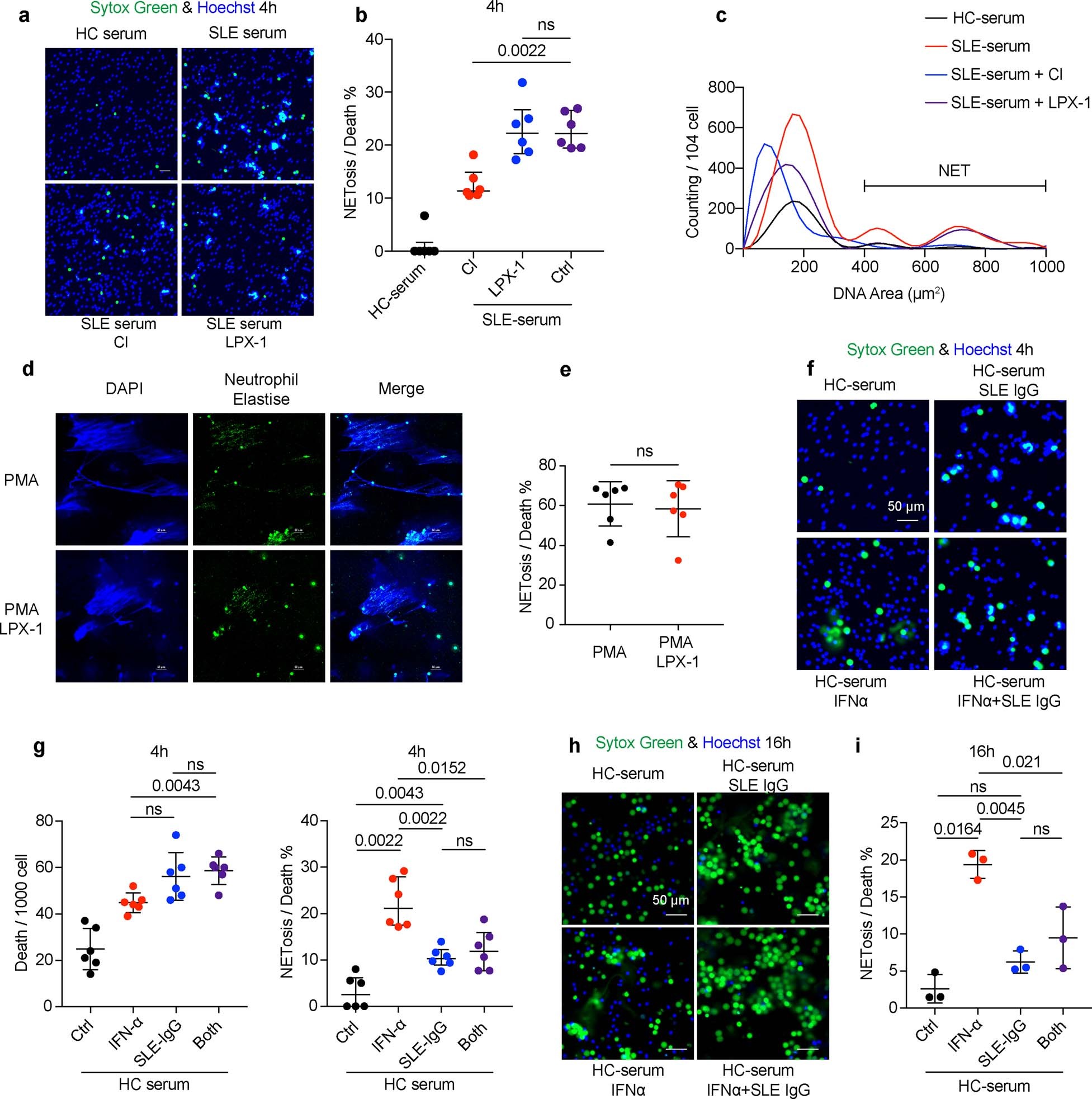 Extended Data Fig. 3: The cooperative effects between IFNα and SLE IgG on cell death.