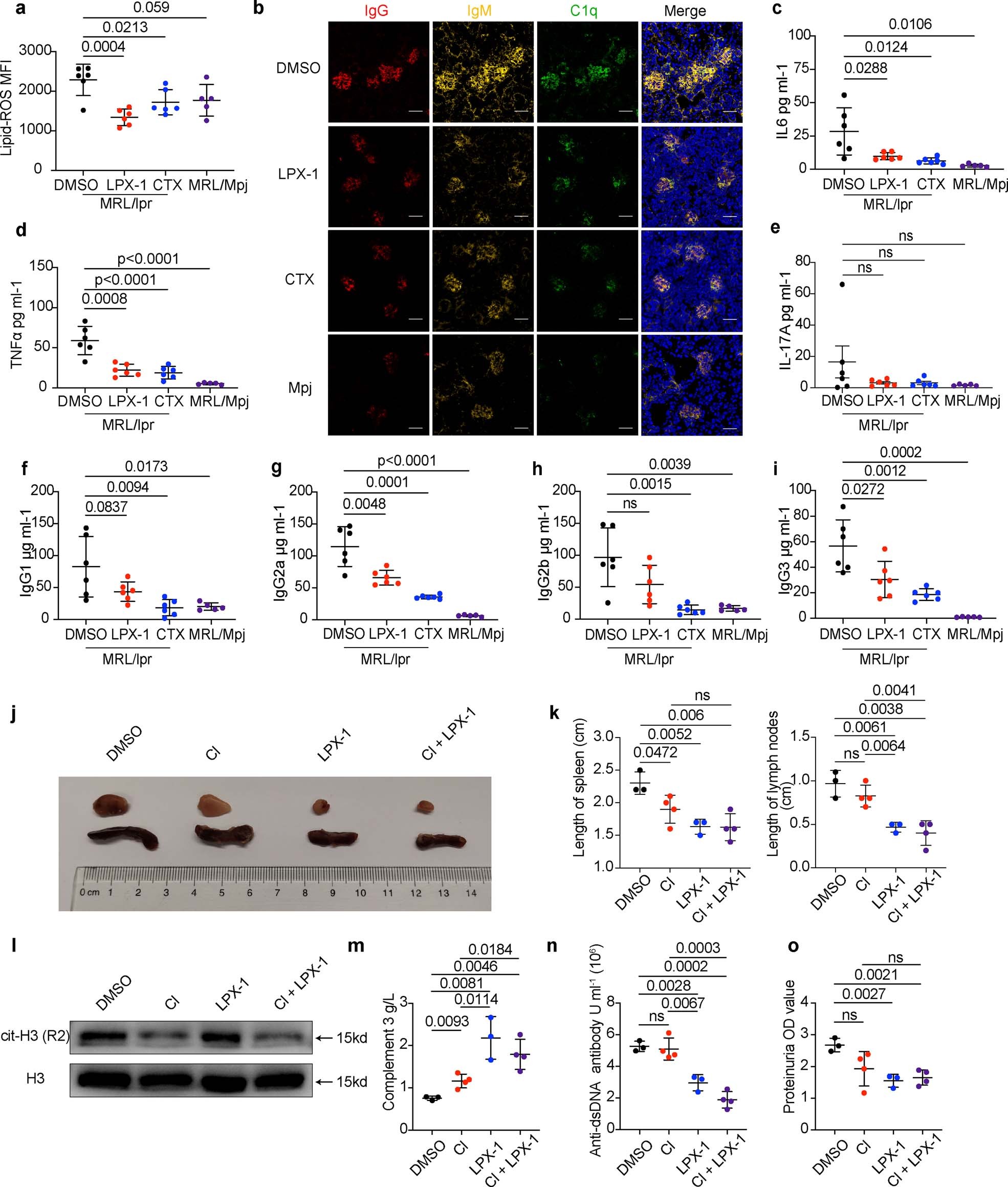 Extended Data Fig. 4: The ferroptosis inhibitor ameliorates lupus progression with much better therapeutic effect compared to the NETosis inhibitor.