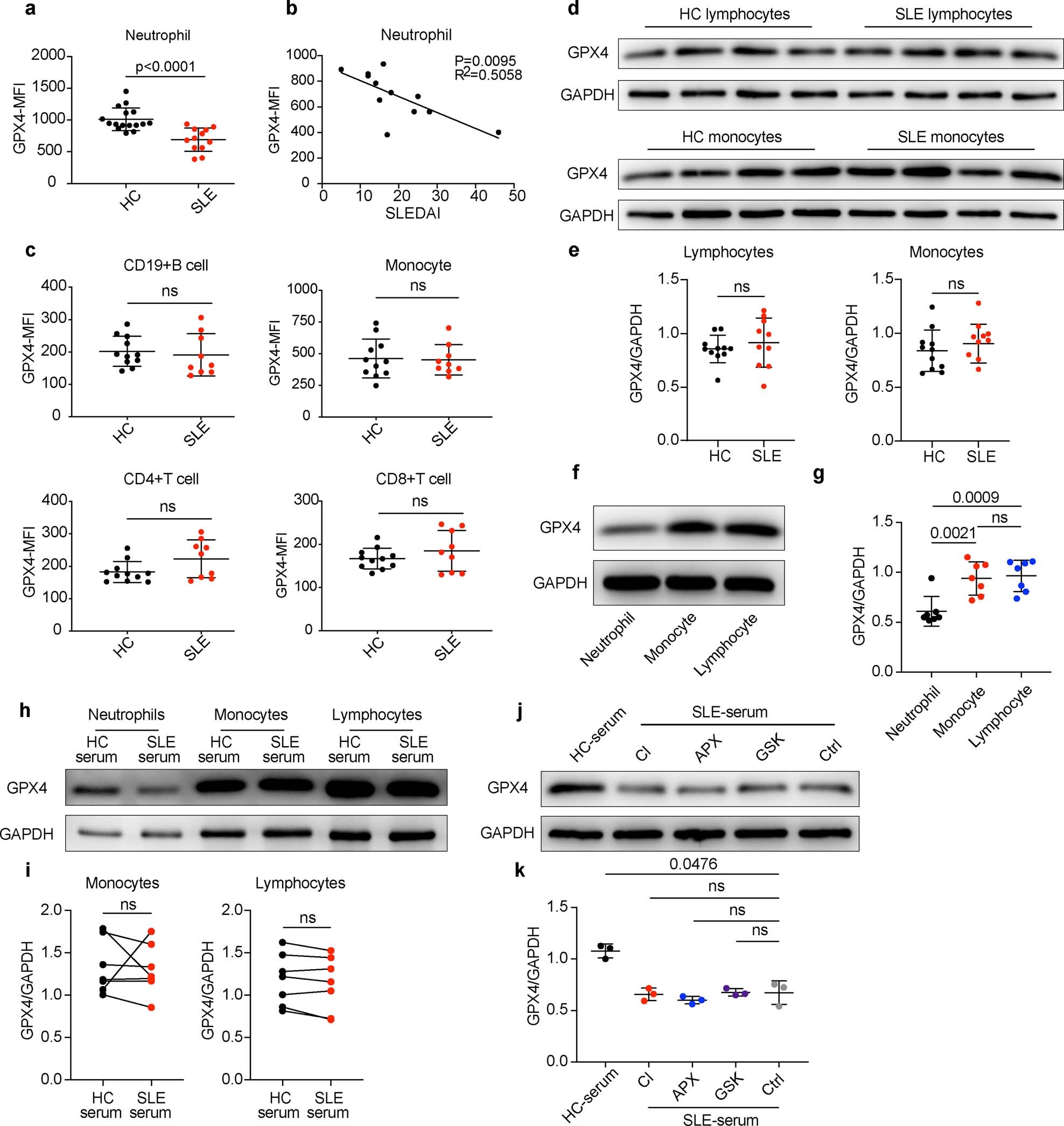 Extended Data Fig. 6: GPX4 reduction was observed in neutrophils but not other immune cells in SLE.