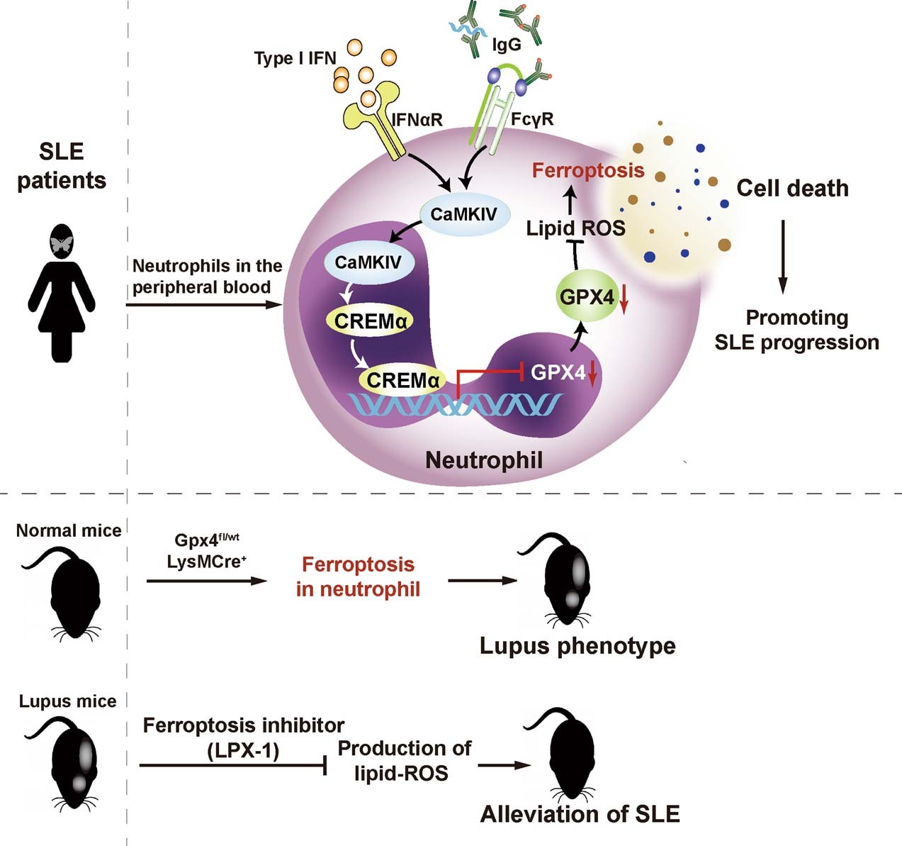Extended Data Fig. 10: The hypothetical model for neutrophil ferroptosis in SLE pathogenesis.
