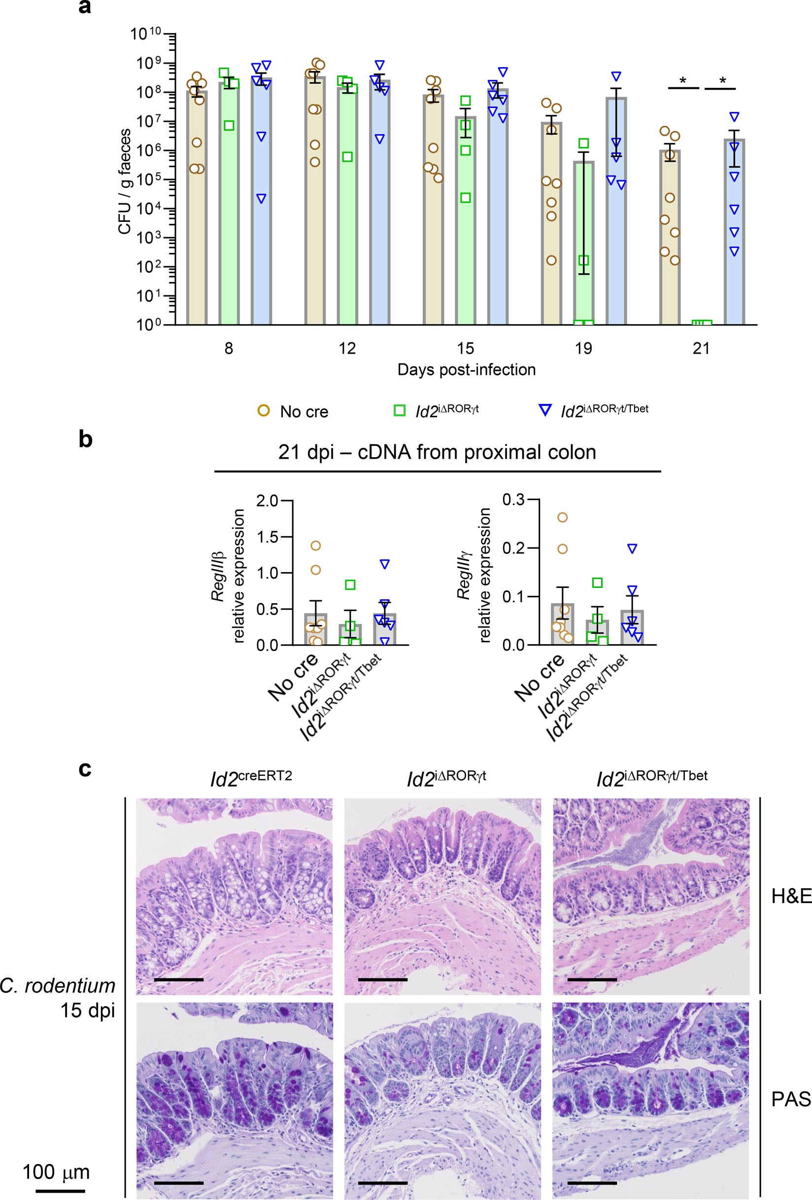 Extended Data Fig. 9: Id2iΔRORγt/Tbet mice are able to control and clear Citrobacter rodentium infection.