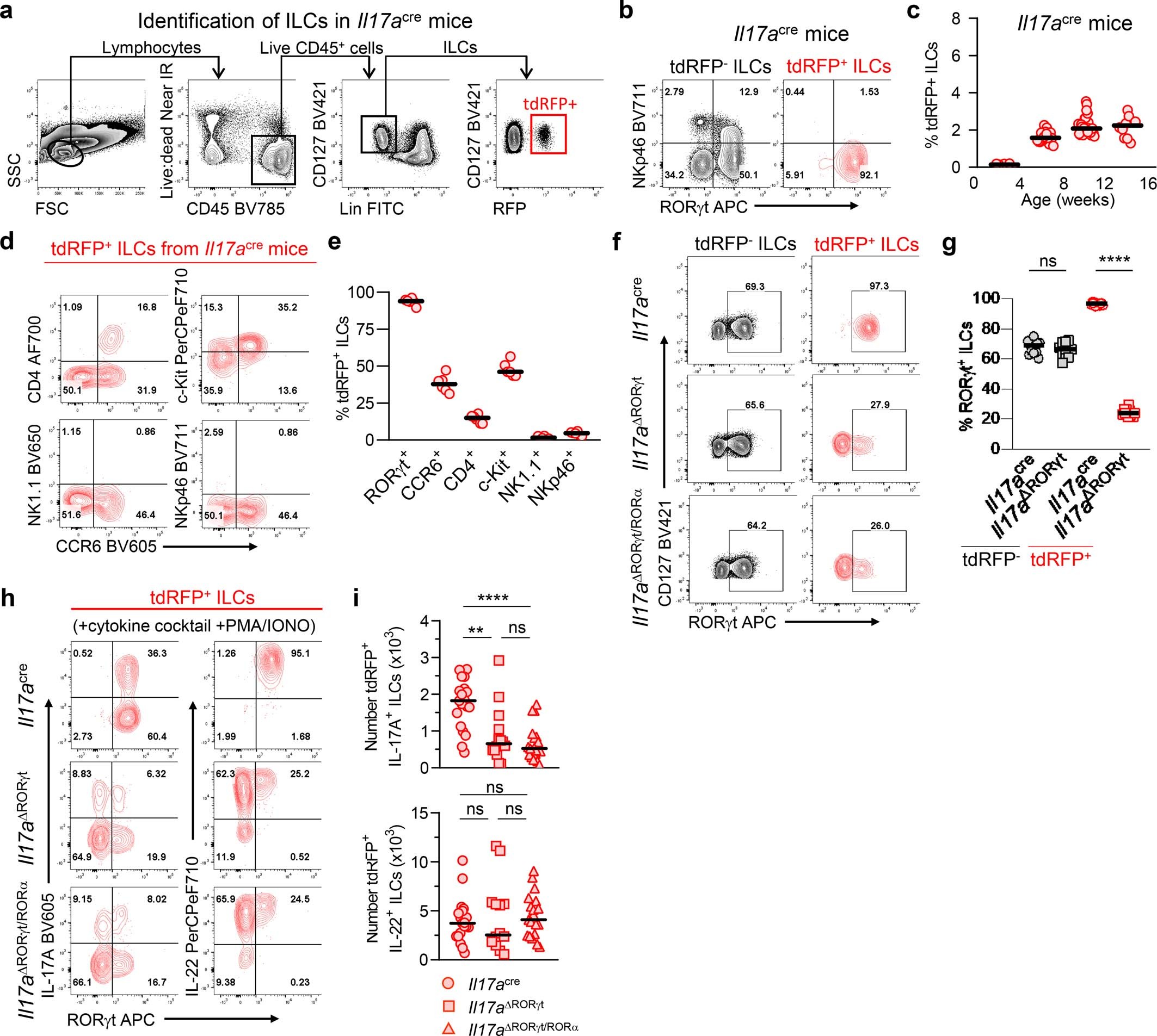 Extended Data Fig. 1: ILC3 subset-specific deletion of TFs reveals that LTi-like cells express normal levels of IL-22 in the absence of both RORγt and RORα.