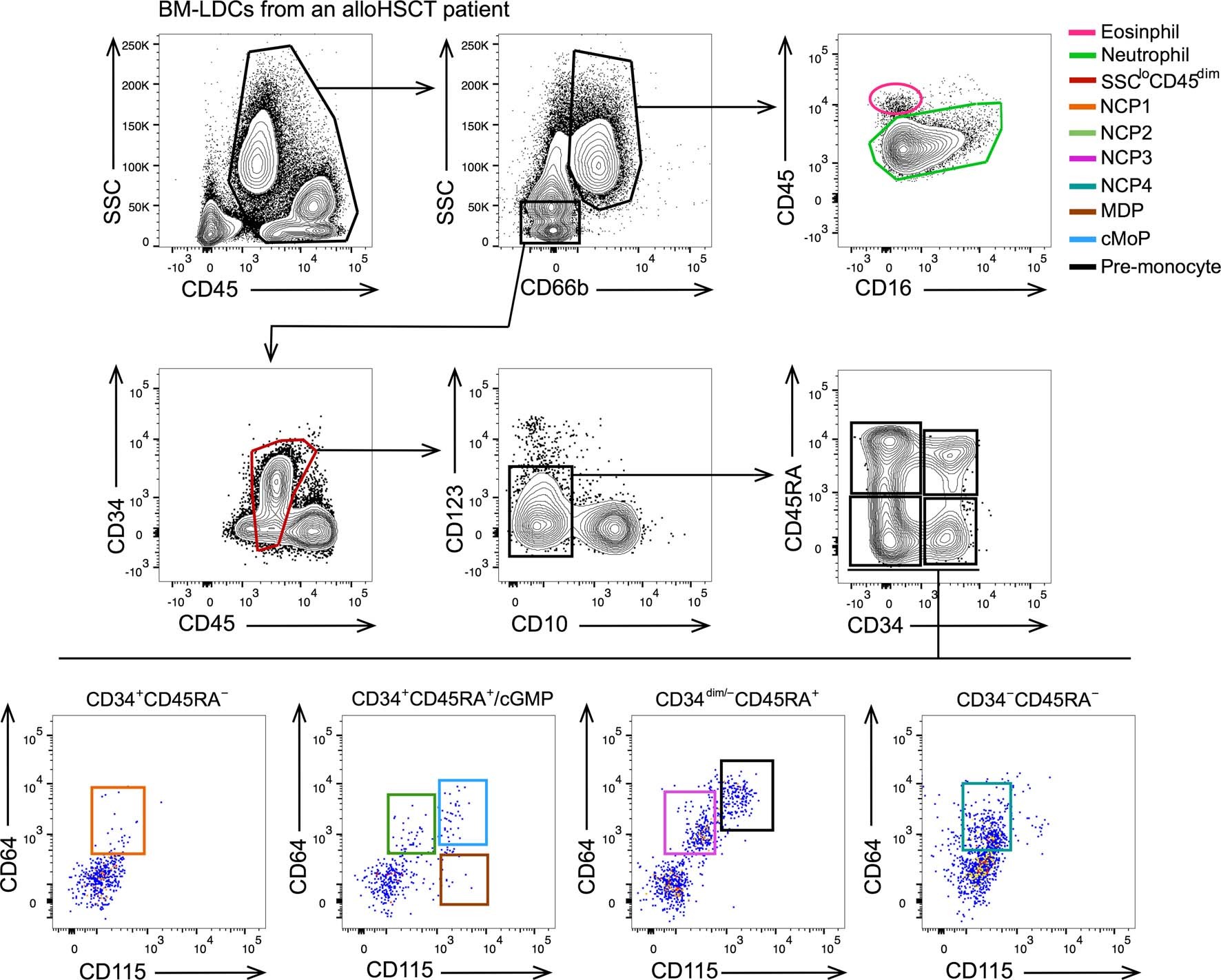 Extended Data Fig. 3: Reconstitution of NCPs and mature neutrophils in BMs of allogeneic HSC-transplanted patients.