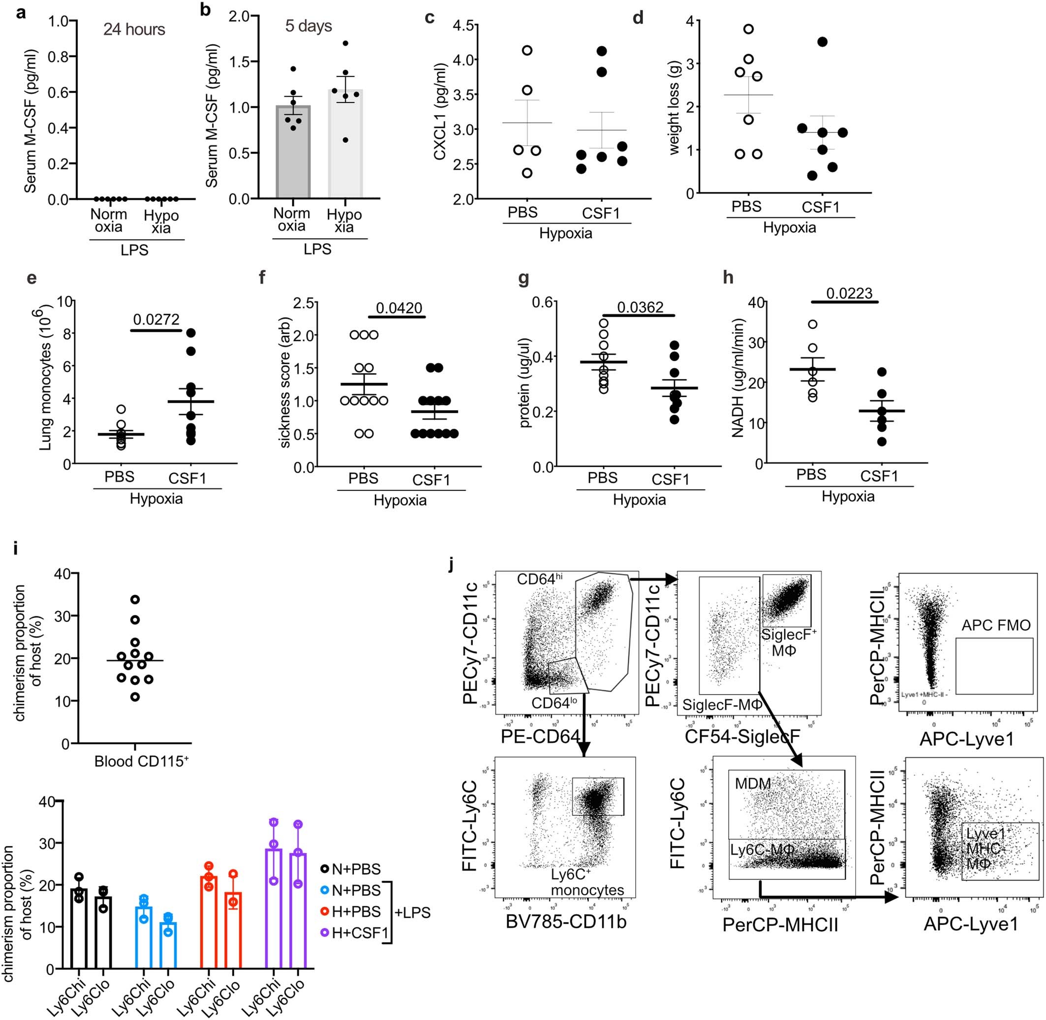 Extended Data Fig. 6: Circulating CSF1 is unchanged in hypoxic ALI and exogenous CSF1 improves injury outcomes altering the CD64hiSiglecF− Mϕ phenotype.