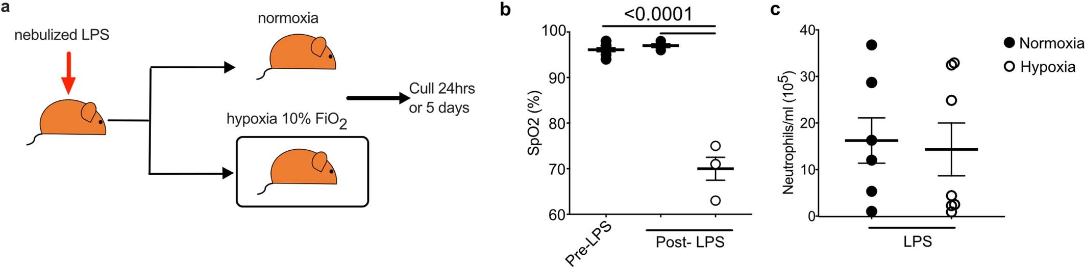 Extended Data Fig. 2: A hypoxic environment induces hypoxaemia with equivalent circulating neutrophil.
