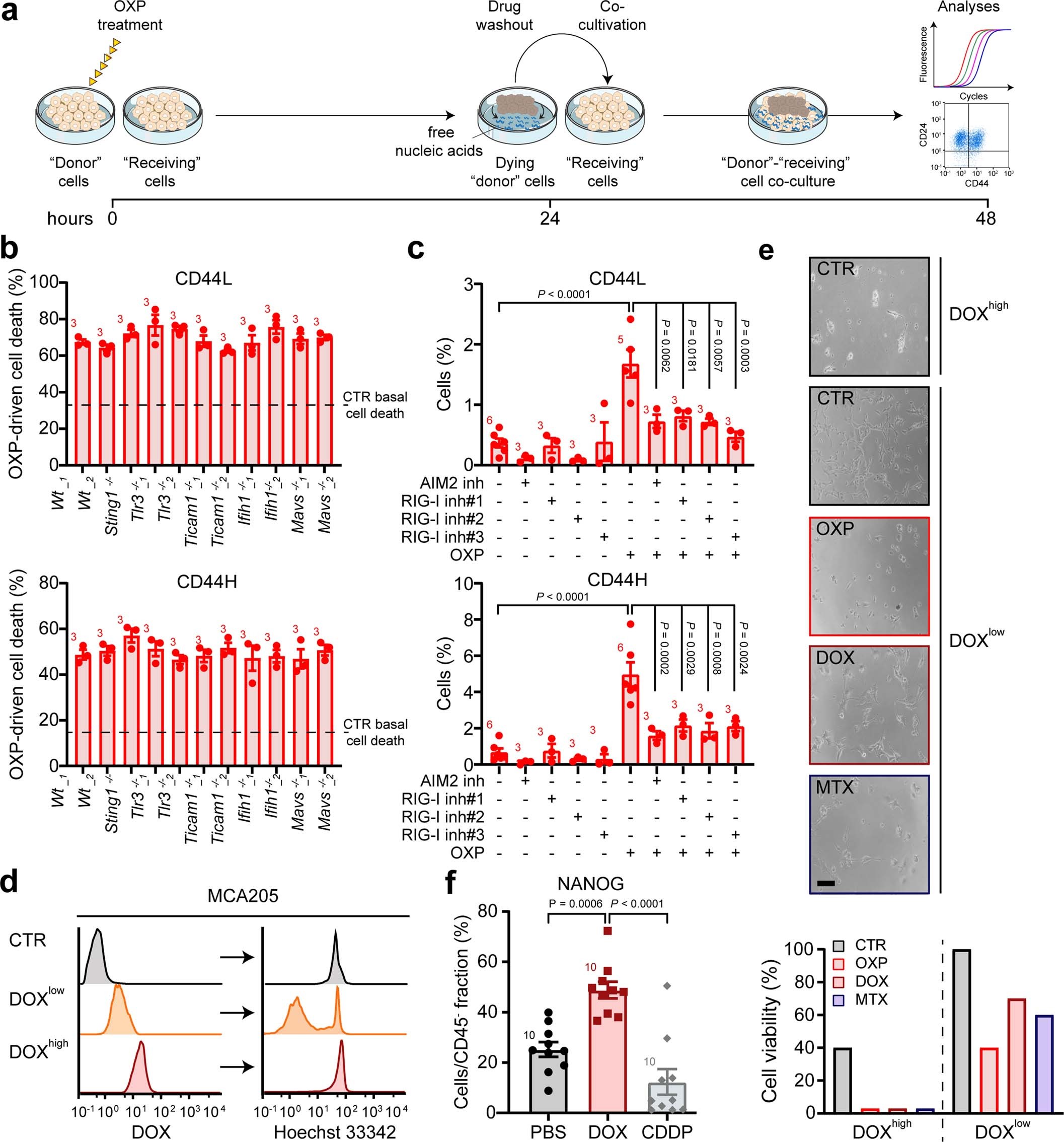 Extended Data Fig. 2: Immunogenic chemotherapy triggers putative cancer stem cell (CSC) appearance.