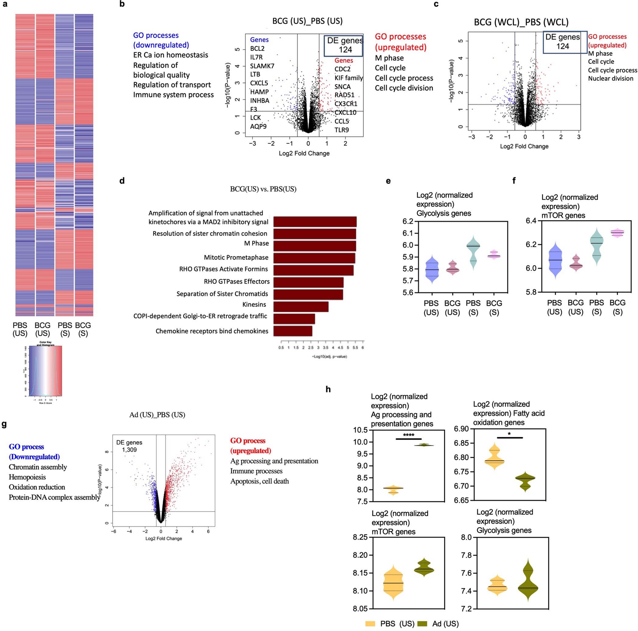 Extended Data Fig. 2: Transcriptional signatures of memory alveolar macrophages induced by s.c. BCG vaccination and respiratory mucosal viral-vectored vaccine.