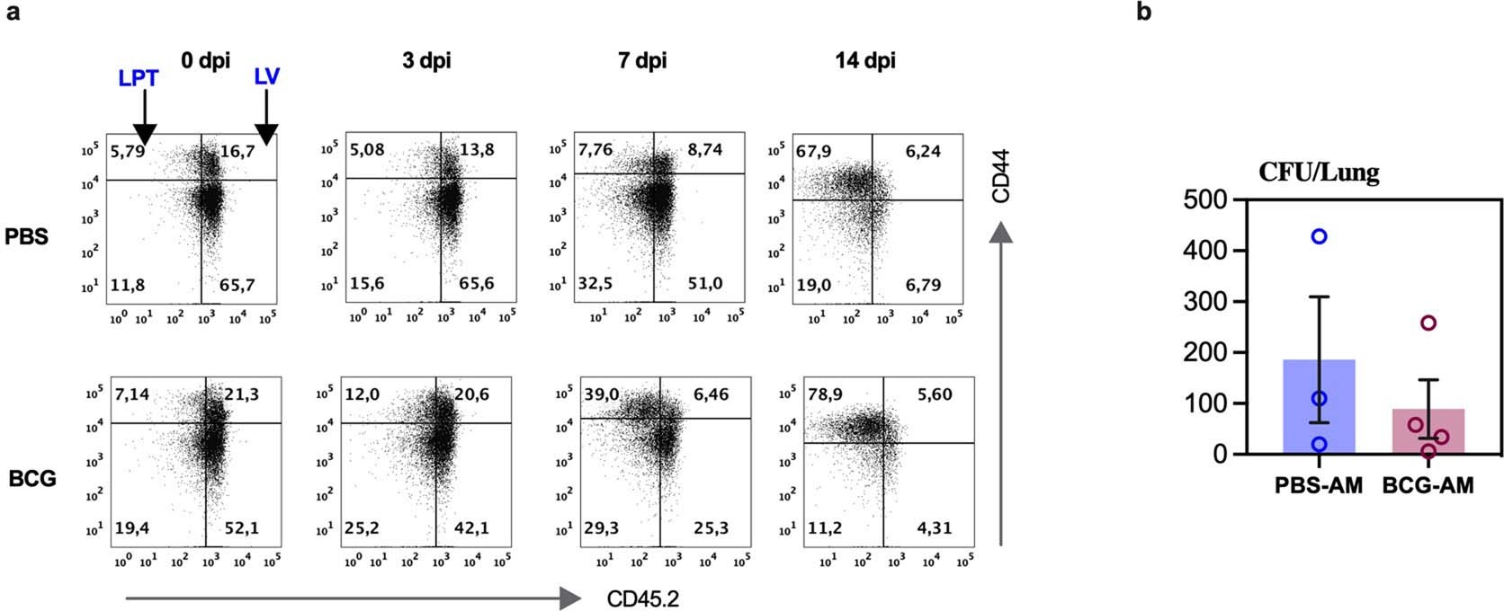 Extended Data Fig. 4: Kinetics of CD4 T cell responses in the lung tissue following pulmonary M.tb infection.