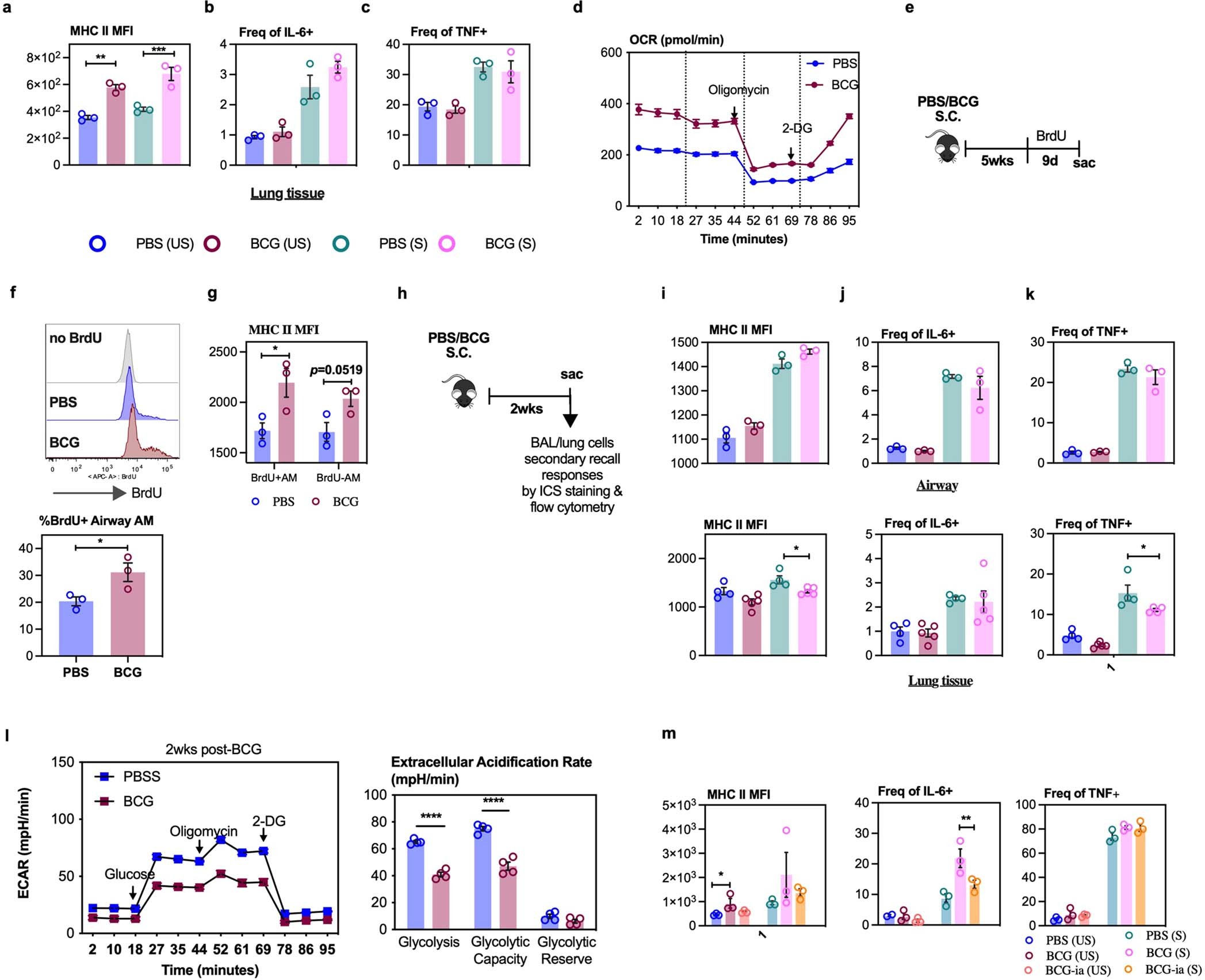 Extended Data Fig. 1: Characterization of innate memory phenotype of alveolar macrophages following s.c. BCG vaccination.
