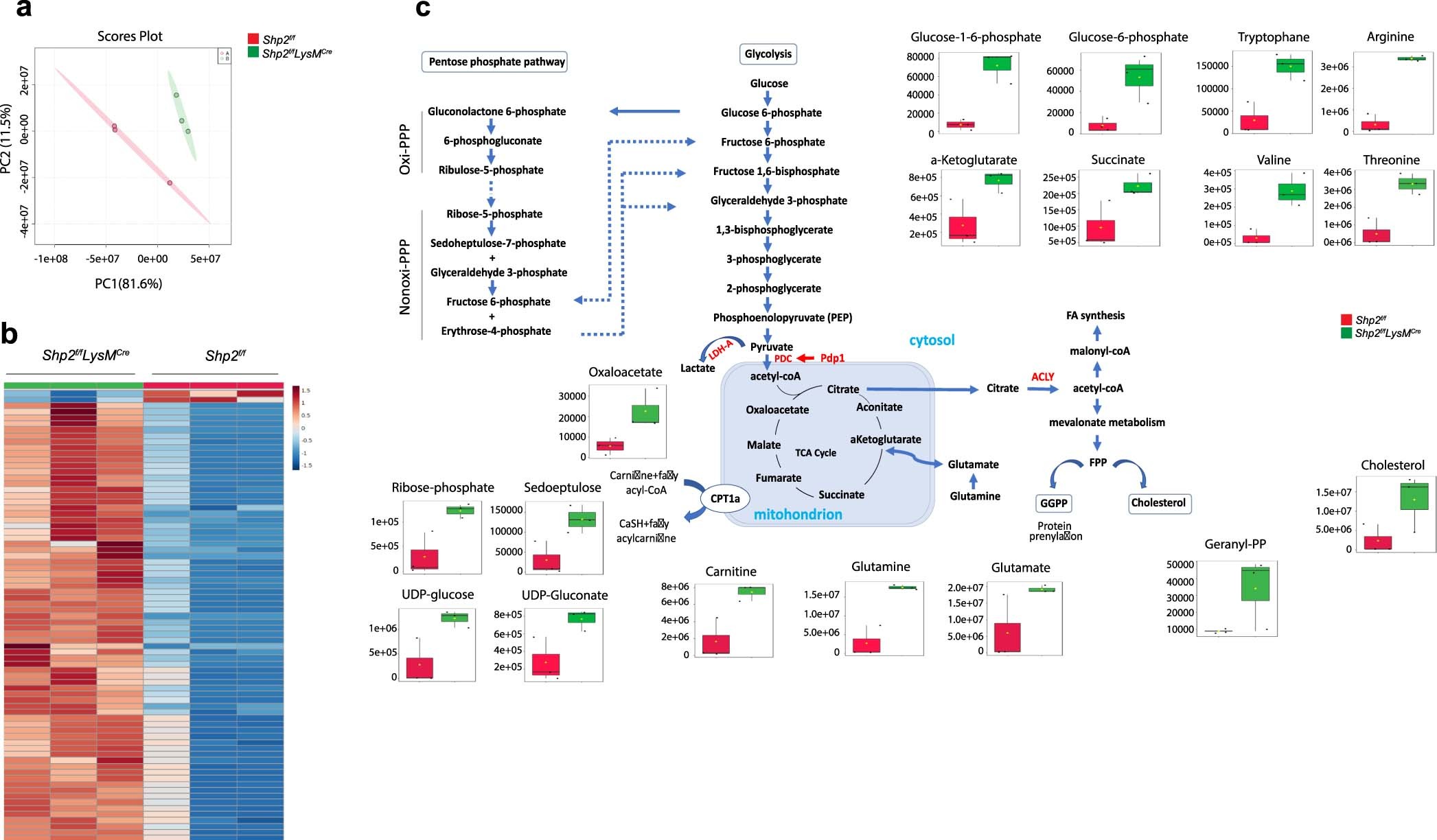 Extended Data Fig. 3: Phagocytes from Shp2f/fLysMCre and Shp2f/f mice have distinct metabolic activities.