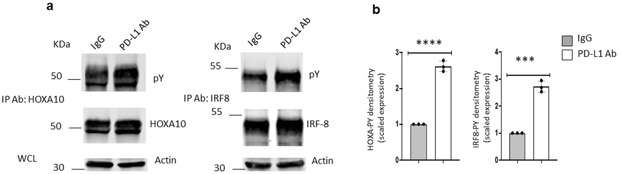 Extended Data Fig. 7: Enhanced HOXA10 and IRF8 phosphorylation in myeloid cells during culture with GM-CSF and IL-3 in the presence of anti-PD-L1 blocking antibody.