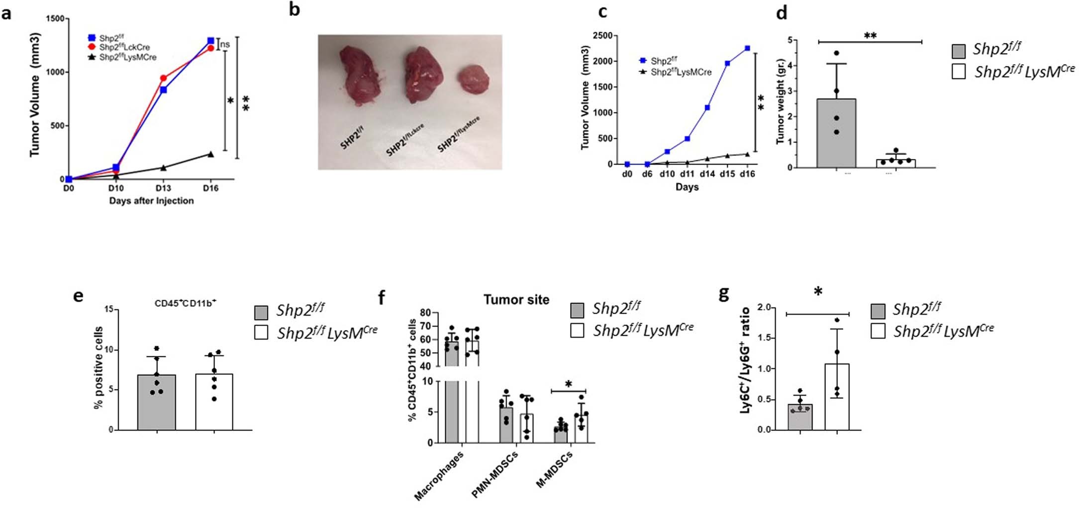 Extended Data Fig. 1: Myeloid-specific SHP-2 depletion diminishes tumor growth.