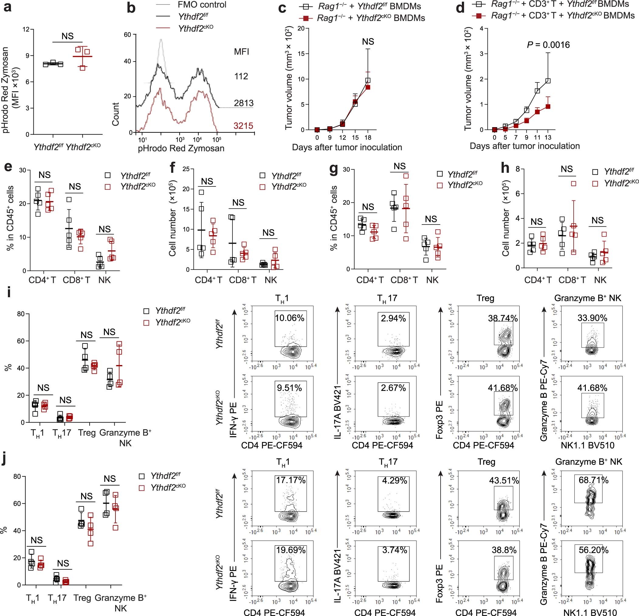 Extended Data Fig. 3: YTHDF2 deficiency in myeloid cells does not affect phagocytosis by macrophages and CD4+ T and NK cells in the tumor microenvironment.