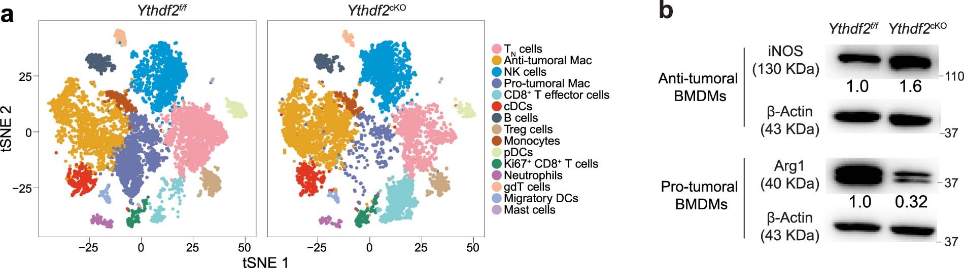 Extended Data Fig. 4: scRNA-seq of CD45+ tumor-infiltrating immune cells.