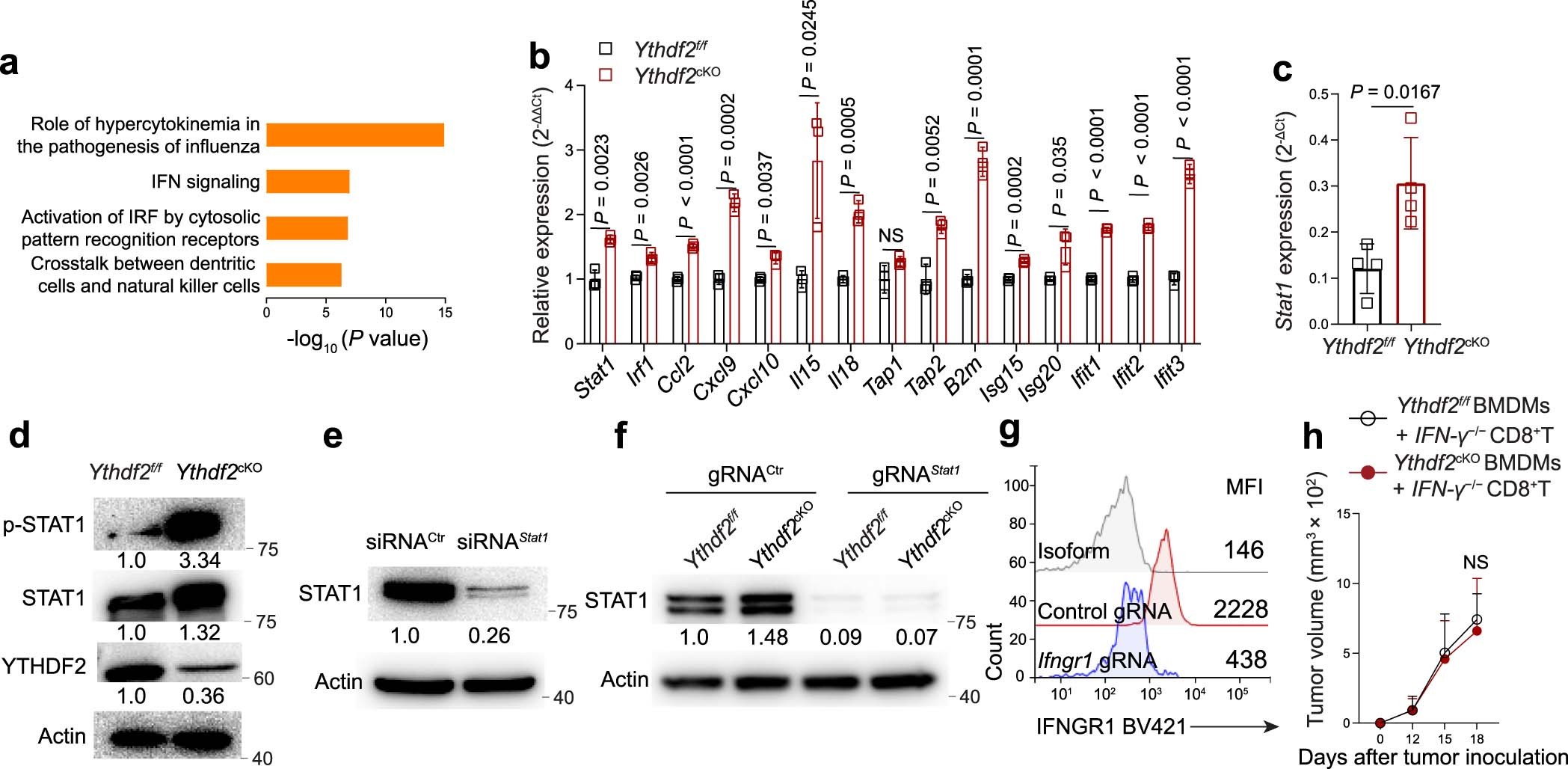 Extended Data Fig. 5: YTHDF2 deficiency improves macrophage anti-tumoral polarization by targeting IFN-γ-STAT1 signaling.