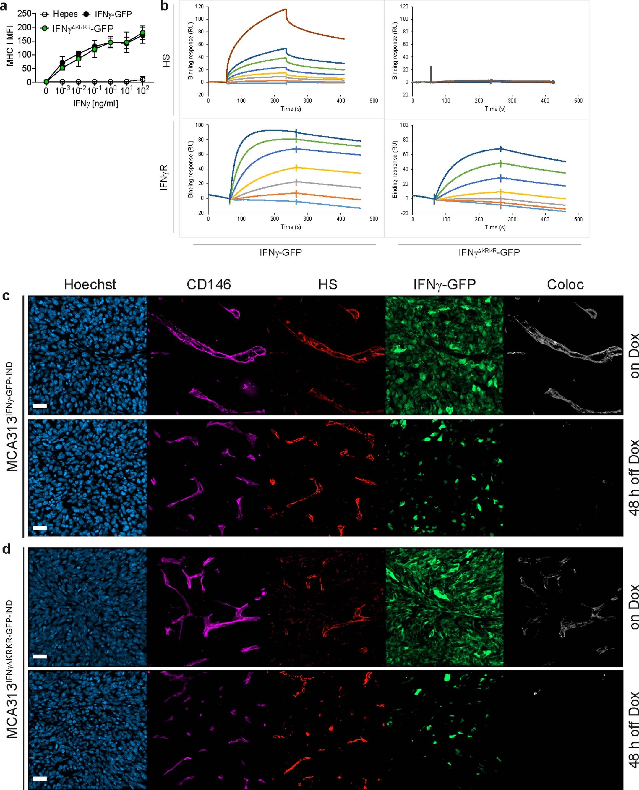 Extended Data Fig. 1: IFNγΔKRKR-GFP binds to the IFNγR, but not HS.