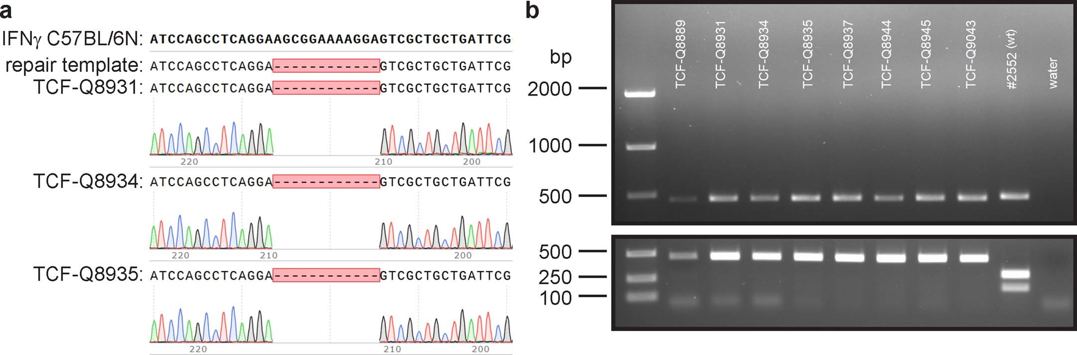 Extended Data Fig. 3: Generation of IFNγΔKRKR mice.