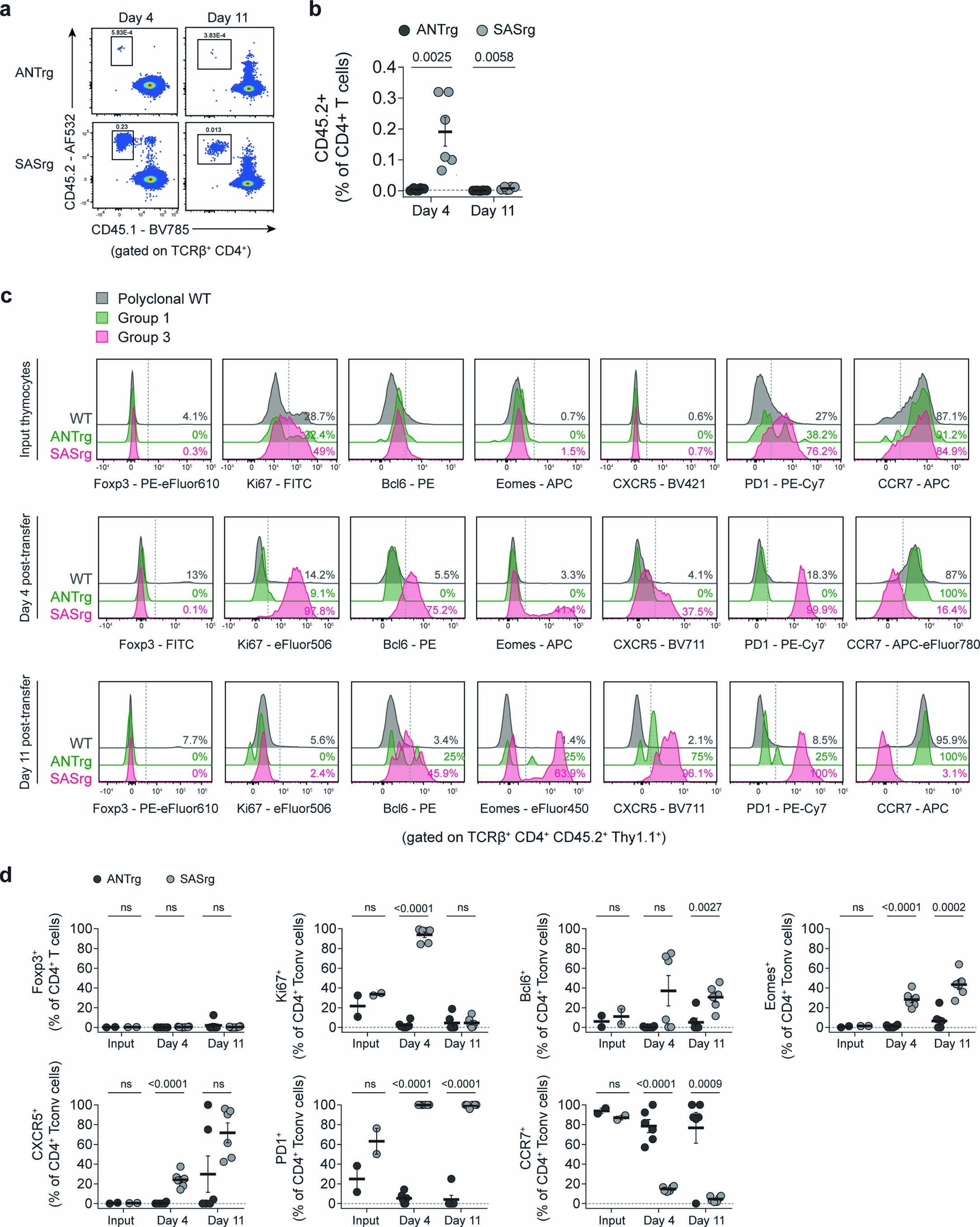 Extended Data Fig. 9: Group 3 SAS T cells proliferate and adopt a TFH-like phenotype following intravenous transfer of CD4SP thymocytes.