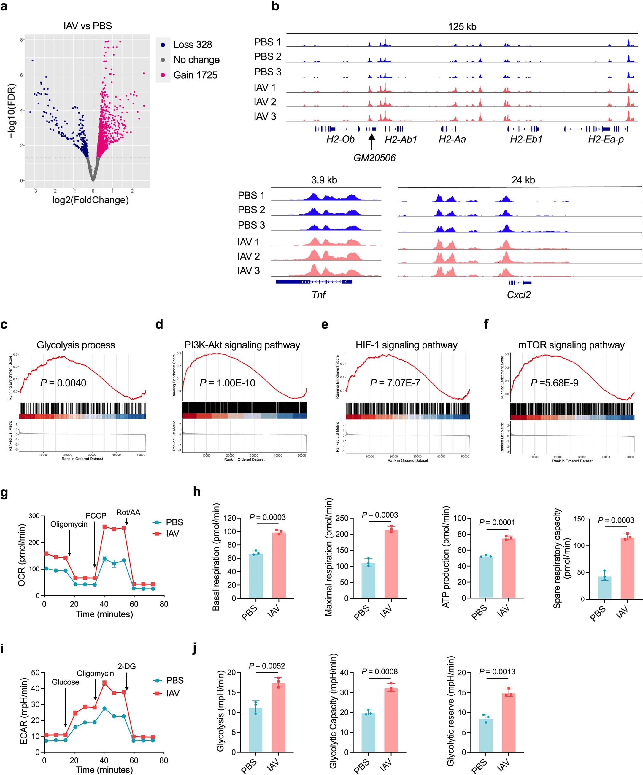 Extended Data Fig. 4: IAV induces long-term epigenetic and metabolic changes in AMs.