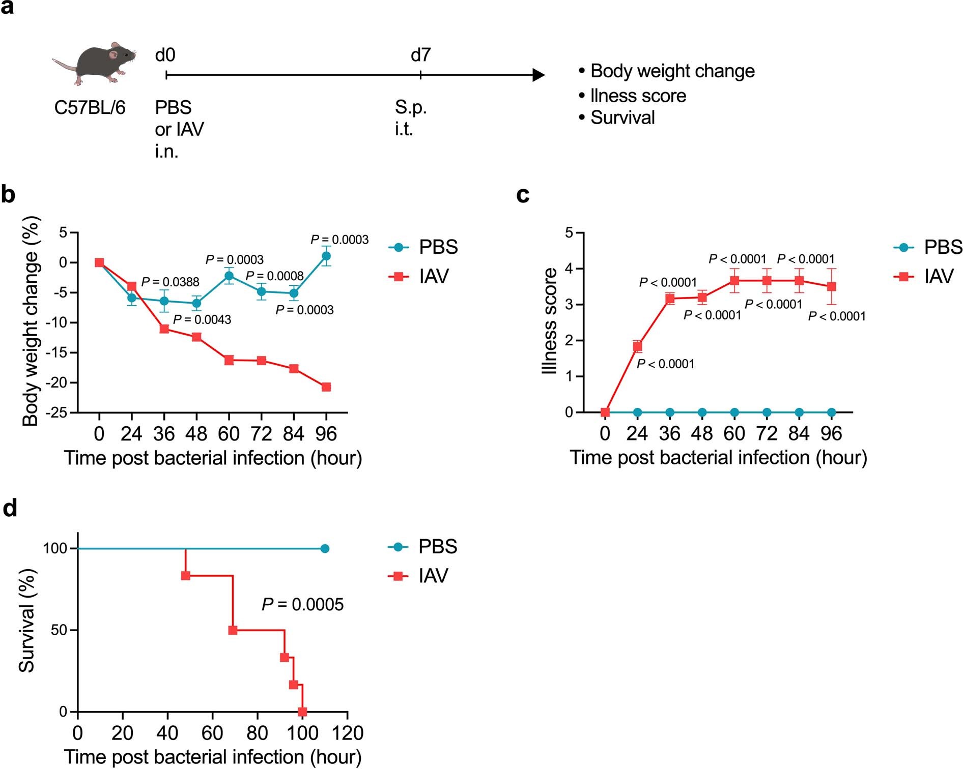 Extended Data Fig. 5: Acute phase of IAV infection is related to bacterial super-infection.