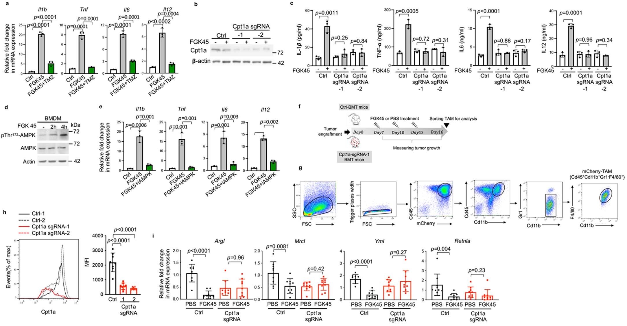Extended Data Fig. 3: FAO supports CD40-driven macrophage polarization.