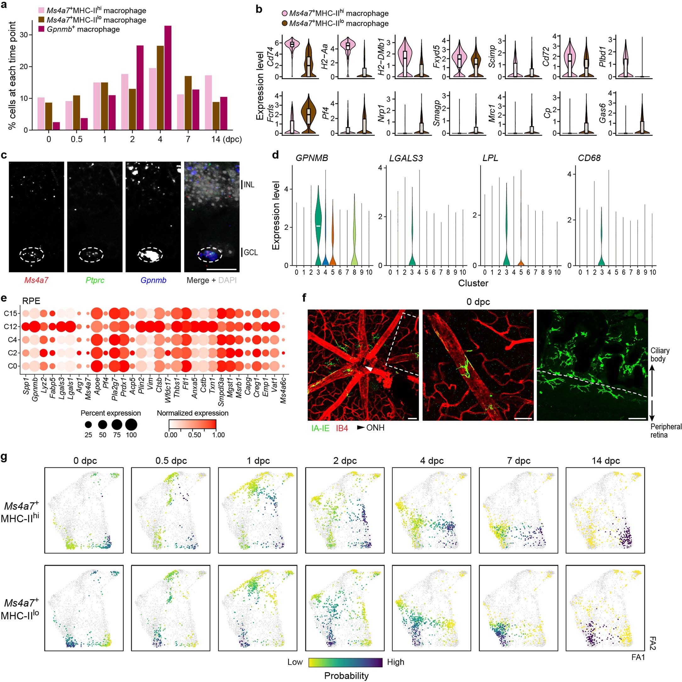 Extended Data Fig. 6: Dynamics of resident and infiltrating mononuclear phagocytes in the retina, and conserved signature of Gpnmb+ macrophages.
