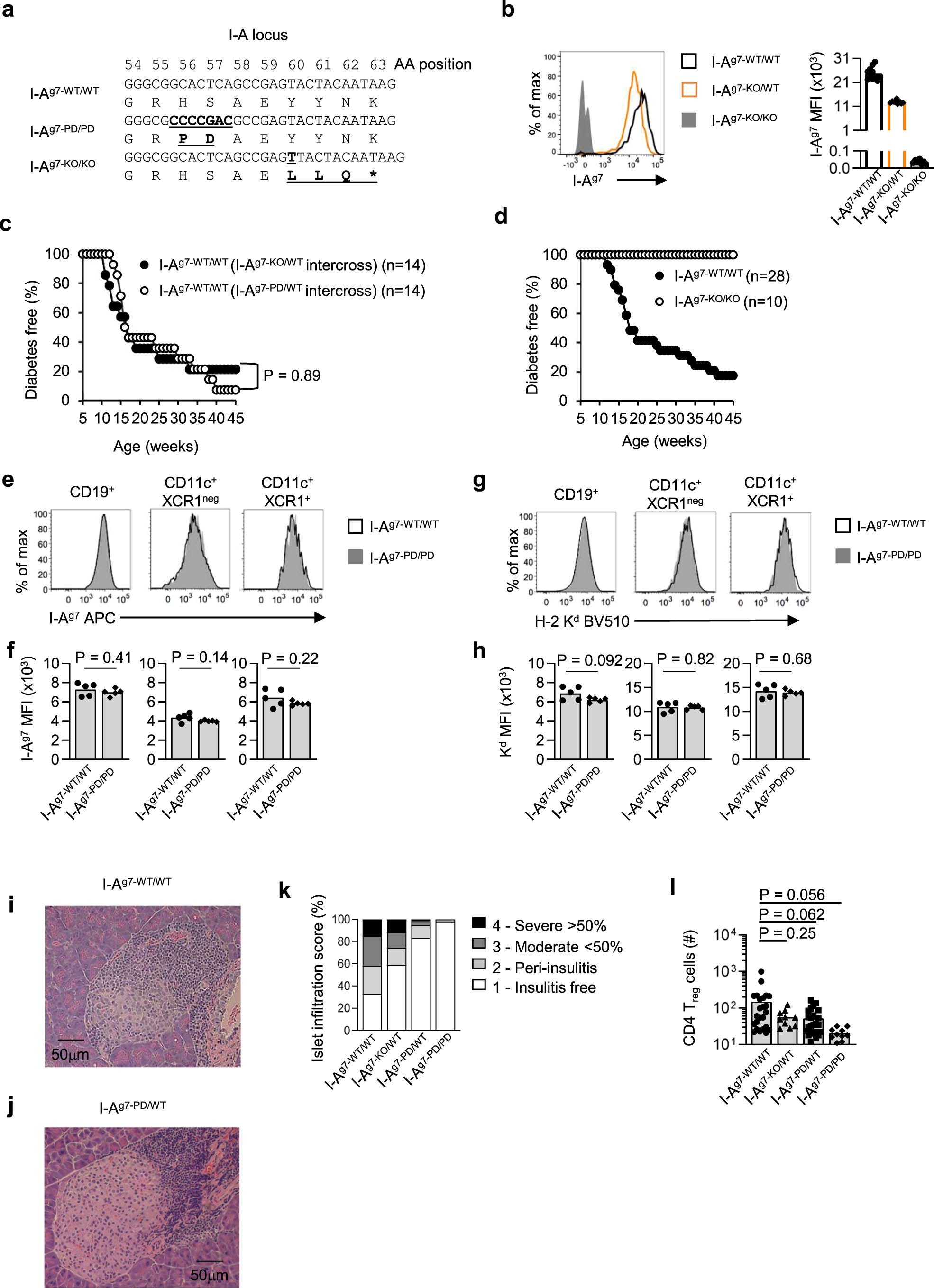 Extended Data Fig. 1: Characterization of NOD mice carrying different combinations of I-Ag7 b56/57 polymorphisms.