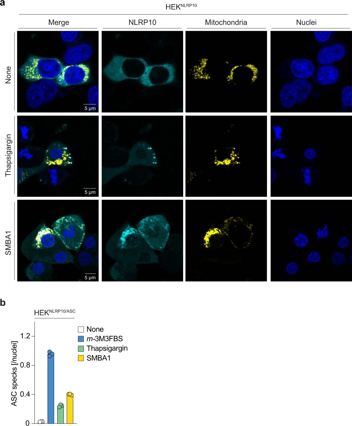 Extended Data Fig. 3: NLRP10 colocalizes with mitochondria and nucleates ASC specks upon thapsigargin and SMBA1 treatments.