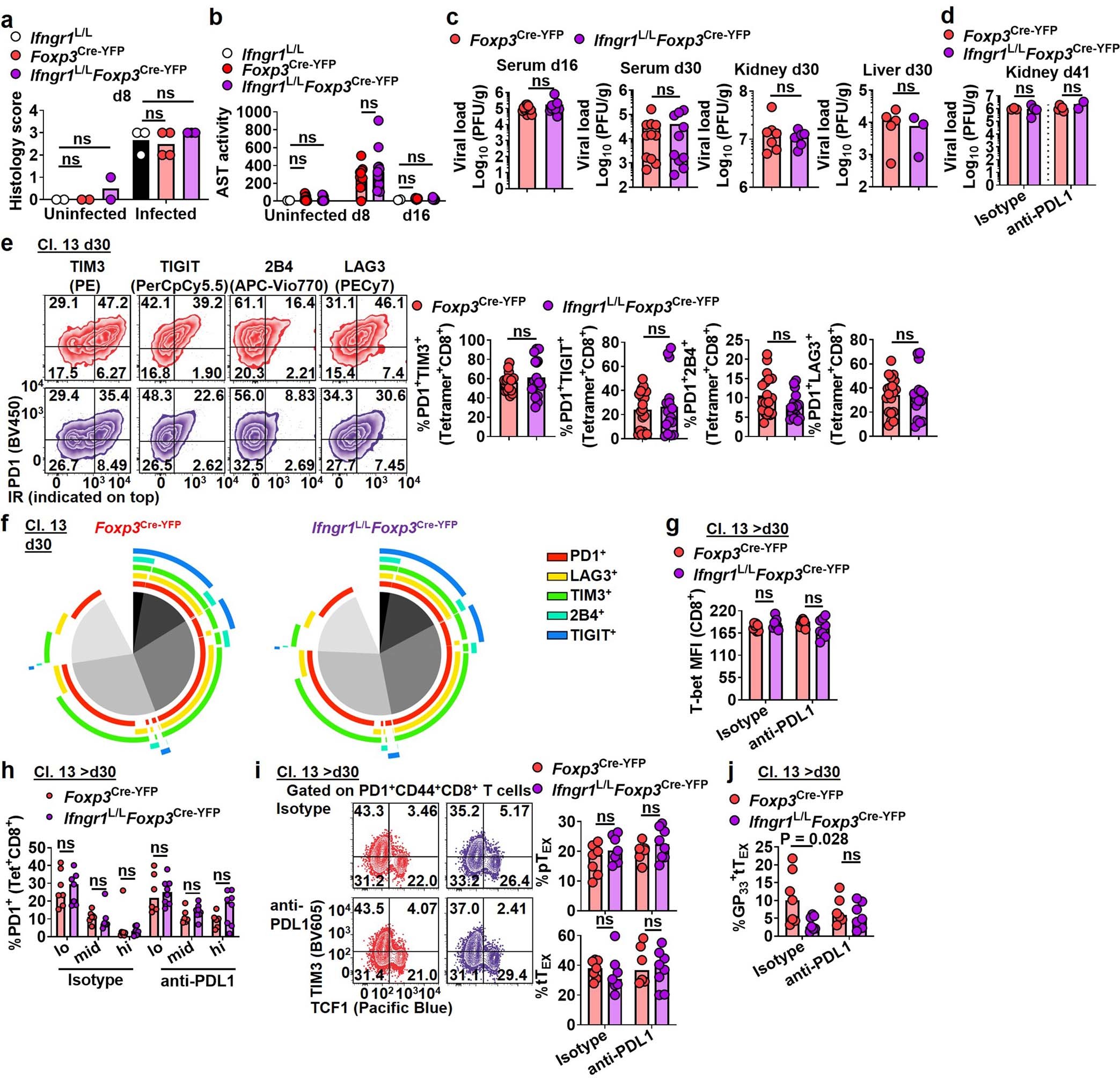 Extended Data Fig. 7: Ifngr1 deletion from Treg cells does not affect viral load nor markers associated with CD8+ T cell exhaustion during chronic infection.