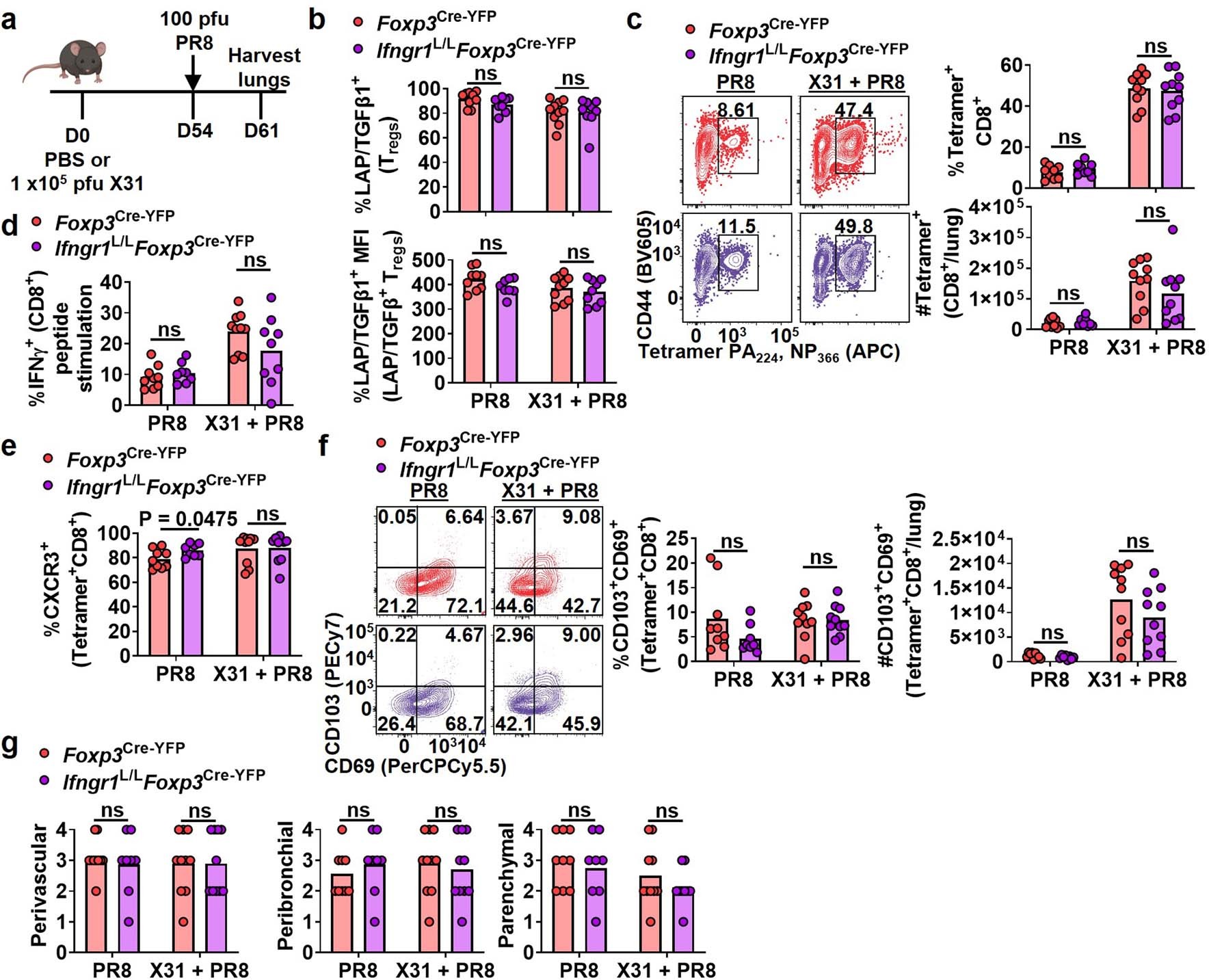 Extended Data Fig. 10: TH1-like Treg cells do not impact tissue resident memory CD8+ T during IAV infection rechallenge.