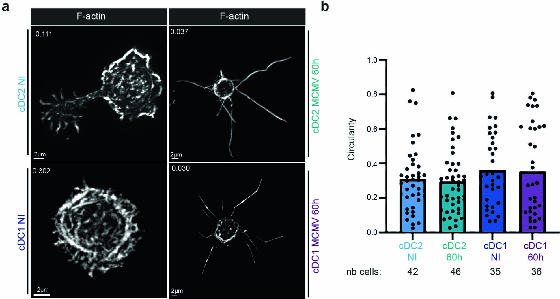 Extended Data Fig. 9: Circularity indices for cDC1 and cDC2 upon MCMV infection.