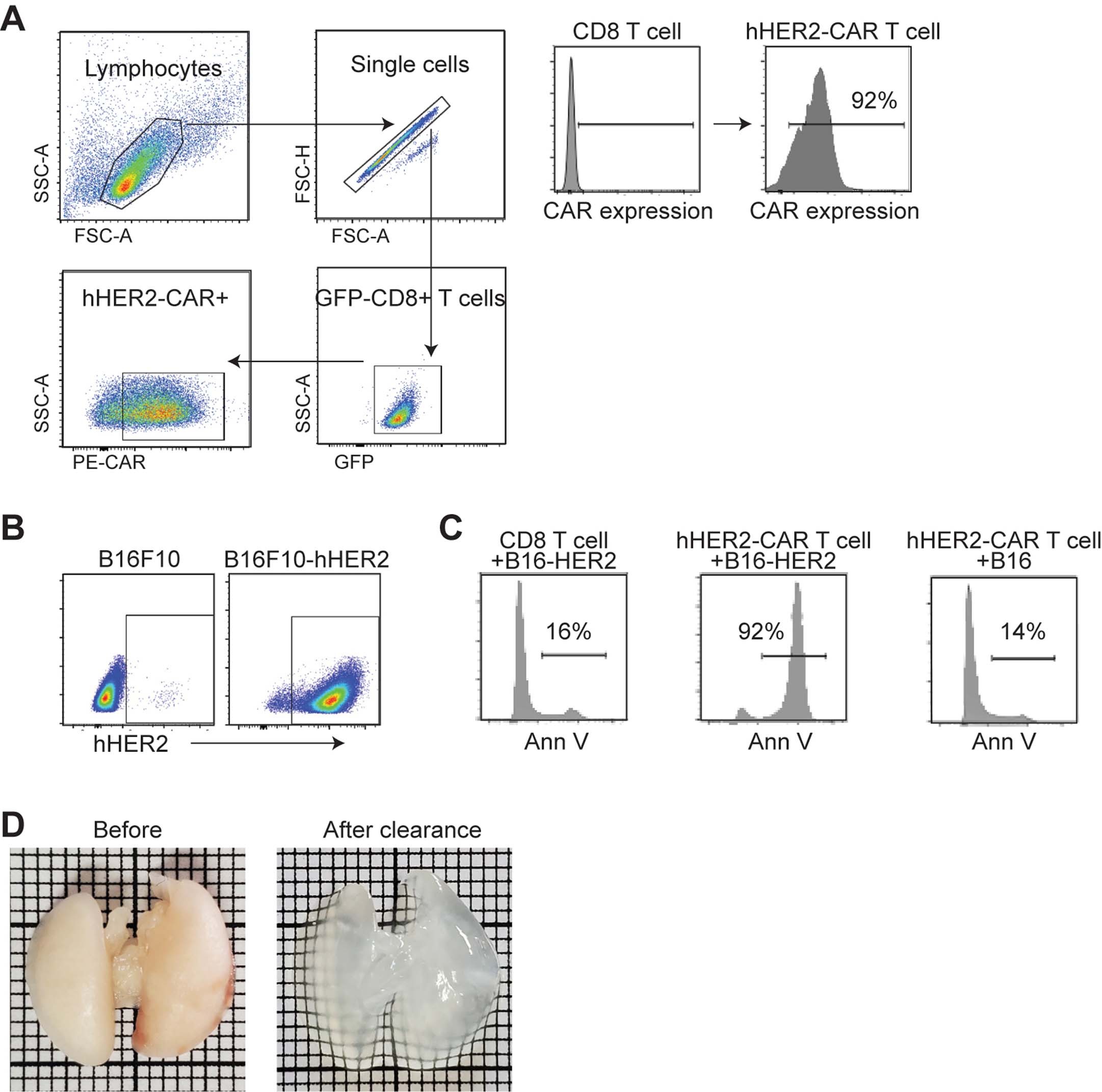 Extended Data Fig. 1: hHER2 CAR-T cell assays and in vivo distribution.