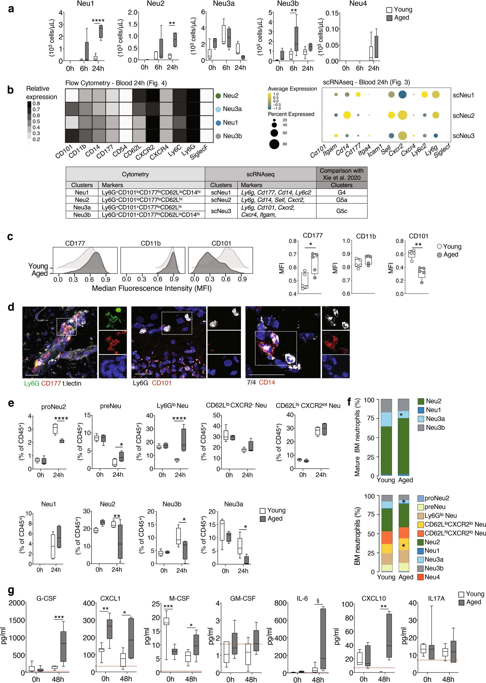 Extended Data Fig. 4: Neutrophil subsets in the blood, brain and BM of young and aged stroke mice.