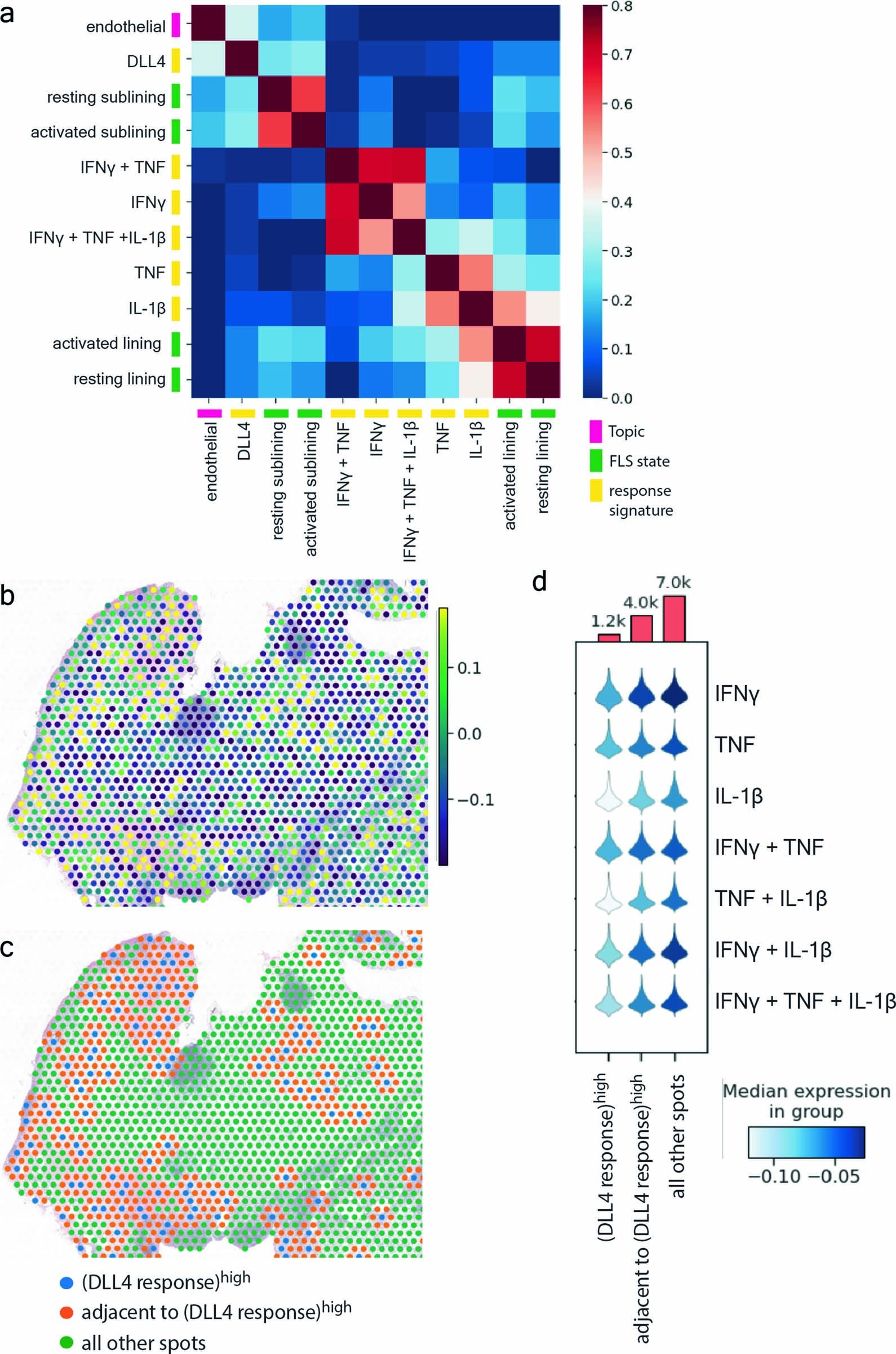Extended Data Fig. 7: Spatial distribution of Notch signaling in FLS.