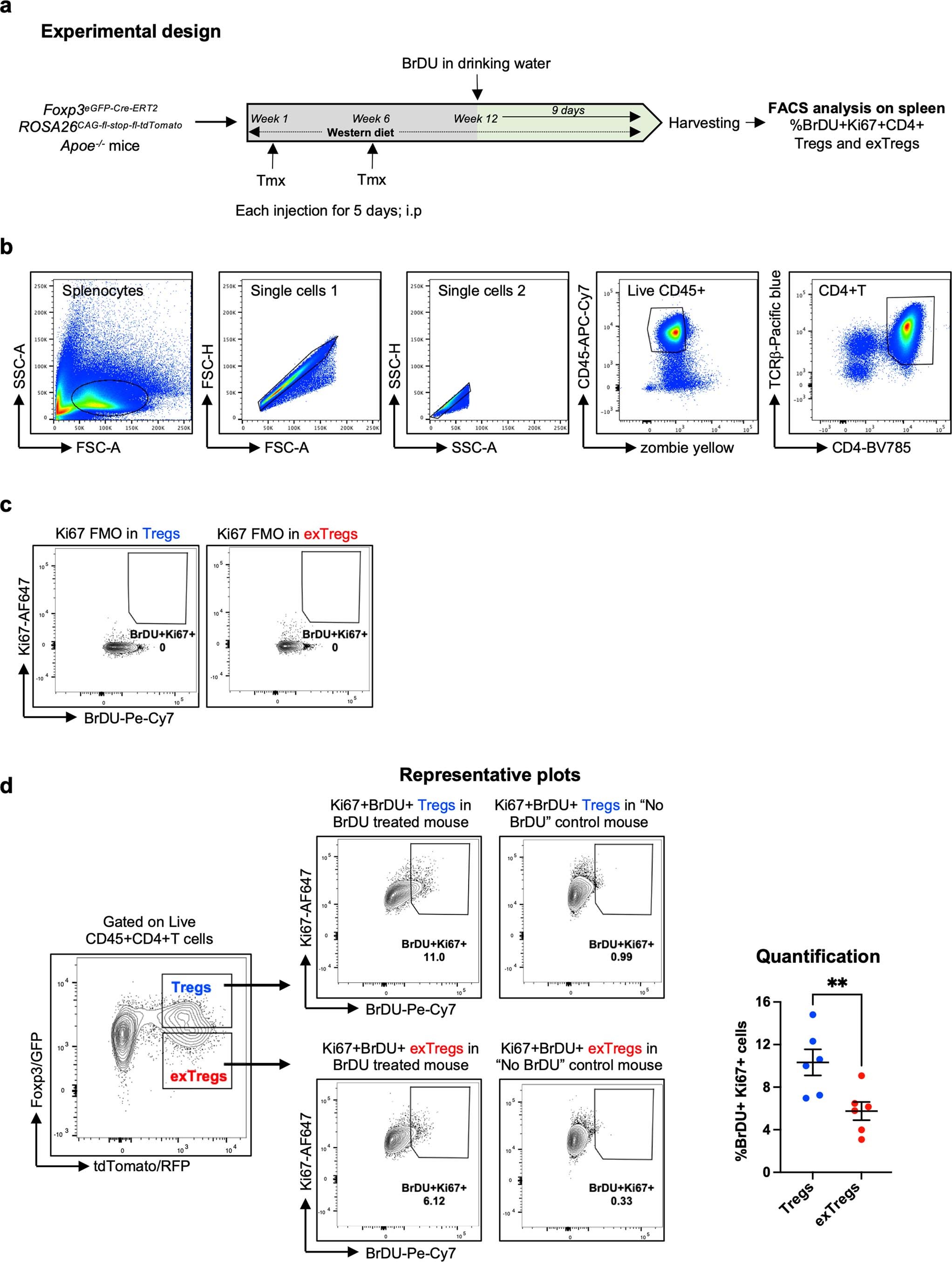 Extended Data Fig. 5: Assessment of proliferation in mouse Treg cells and exTregs.