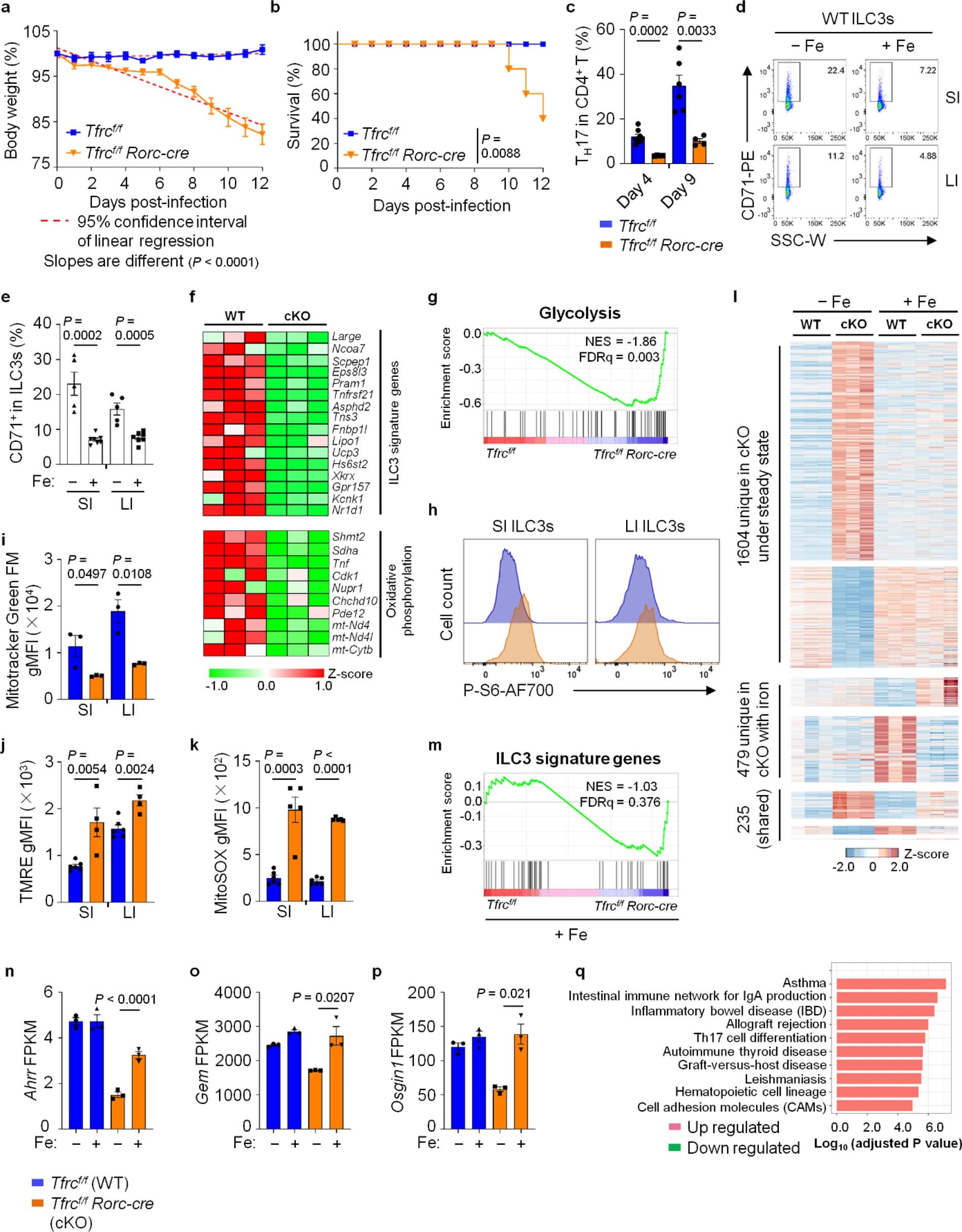 Extended Data Fig. 5: CD71 ablation in ILC3s impairs gut immunity to C. rodentium infection (Related to Fig. 5).