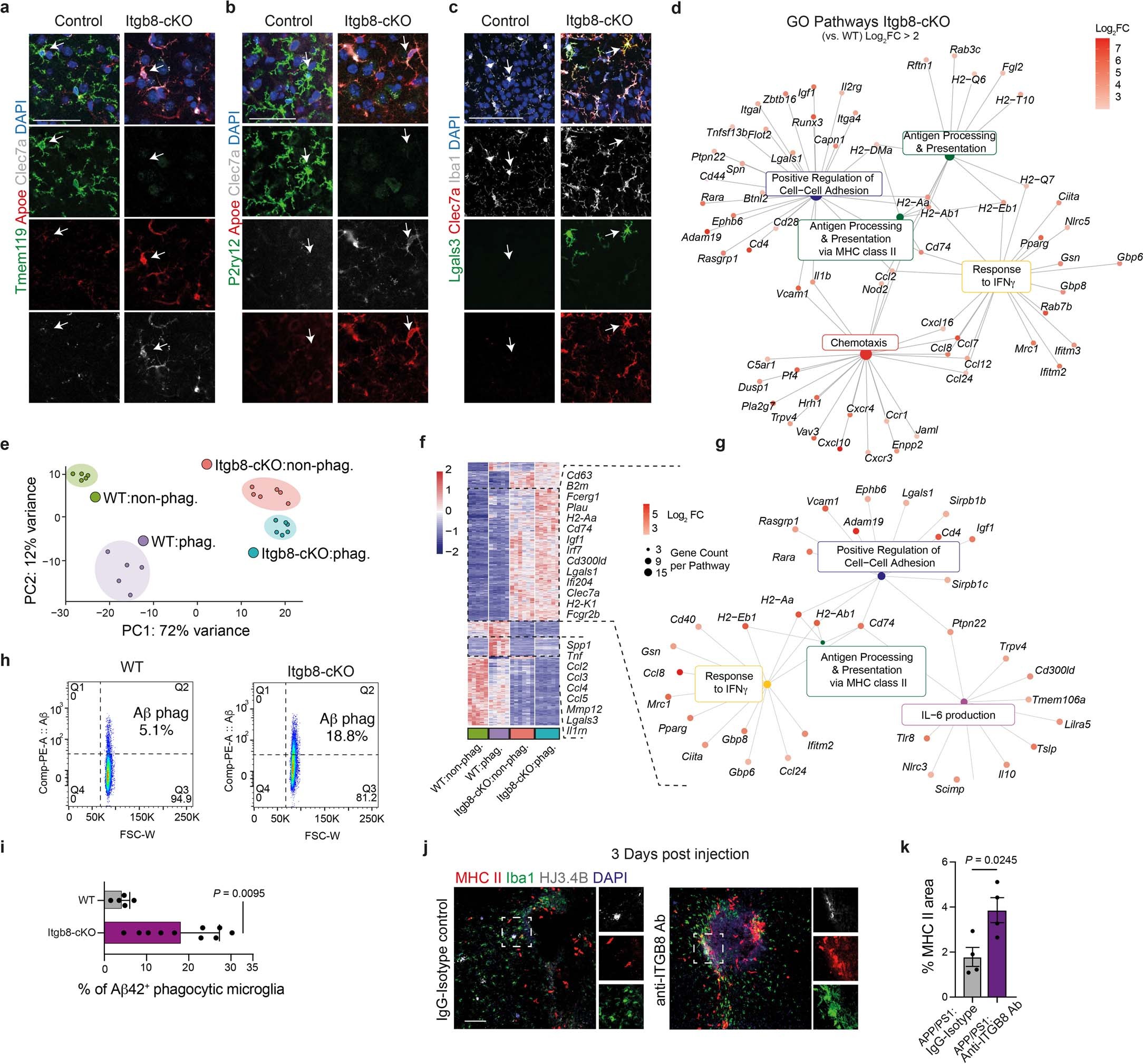 Extended Data Fig. 8: Blocking Itgb8 signaling enhances MGnD response and reduces AD pathology in APP/PS1 mice.