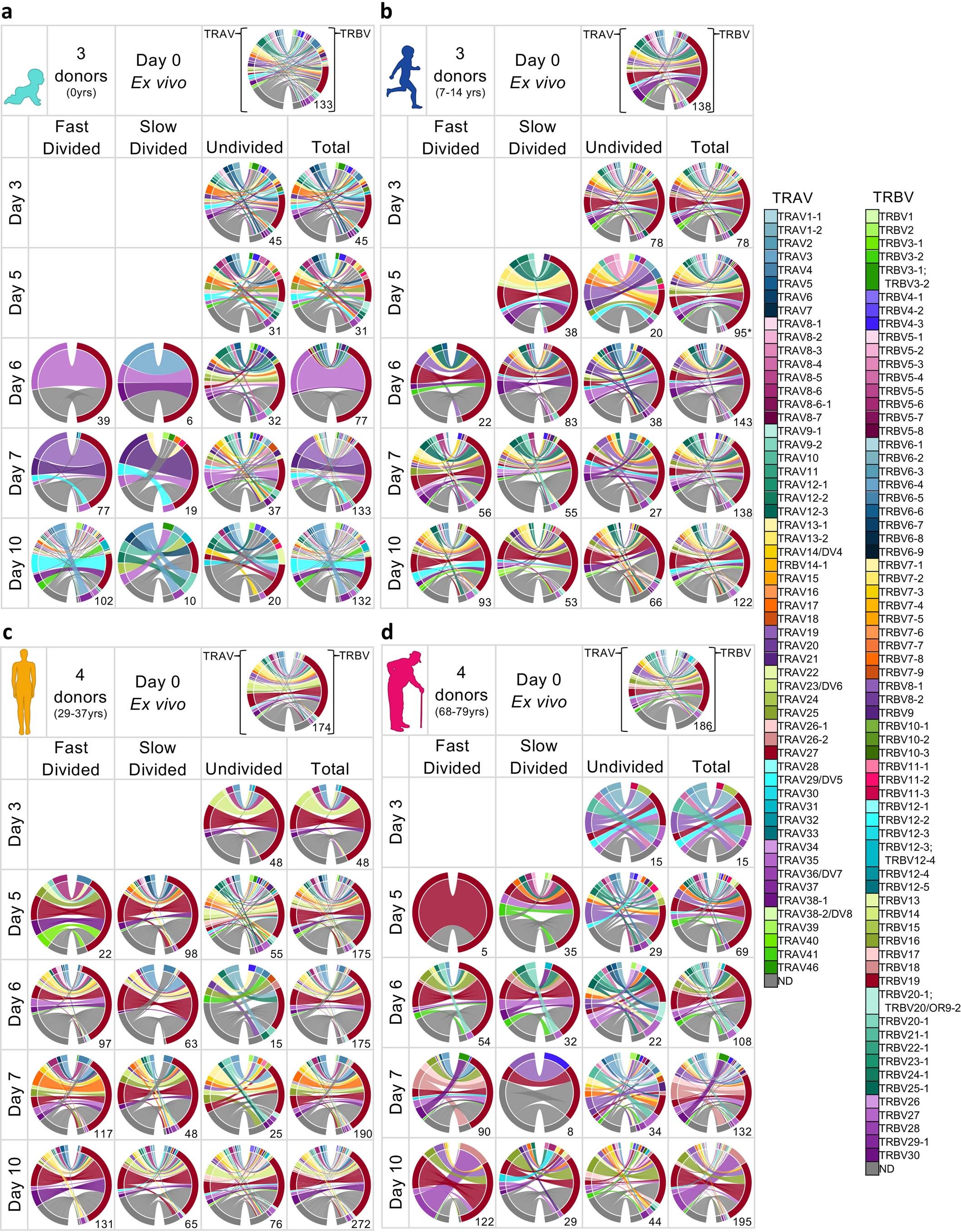 Extended Data Fig. 6: Divided and undivided A2/M158+CD8+ TCRαβ repertoires across age groups.