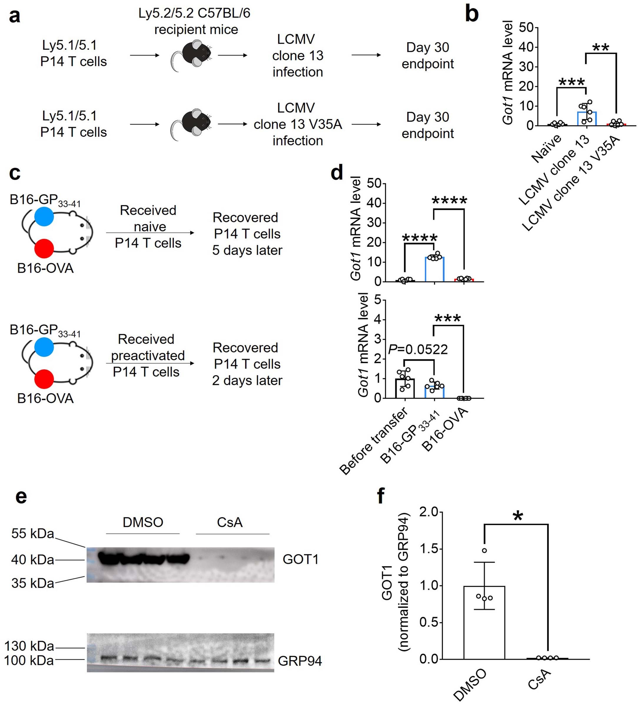 Extended Data Fig. 1: Antigenic stimulation induces GOT1 expression in CD8+ T cells.