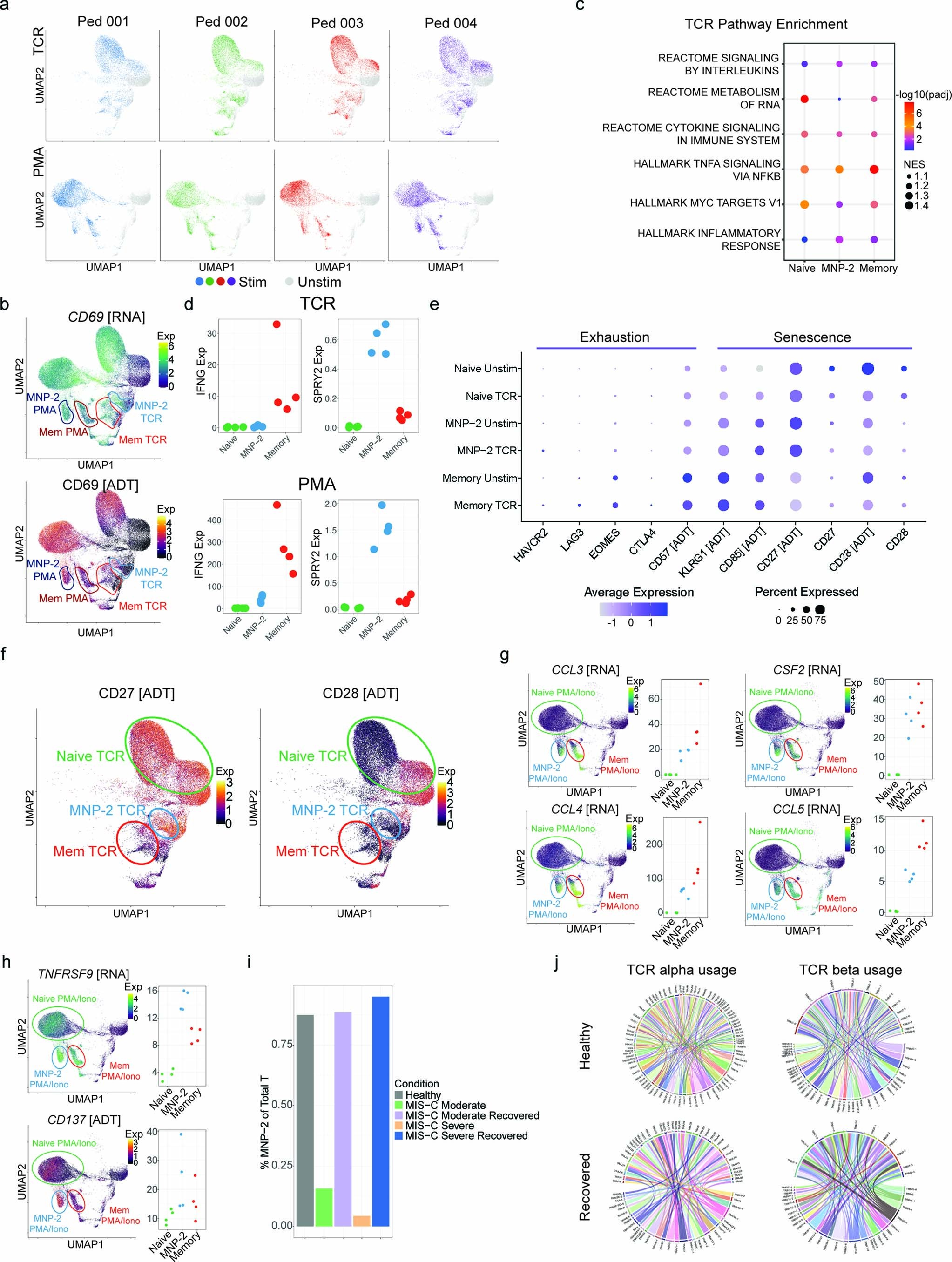 Extended Data Fig. 10: Profiling MNP-2 responses to TCR and PMA/iono stimulation.