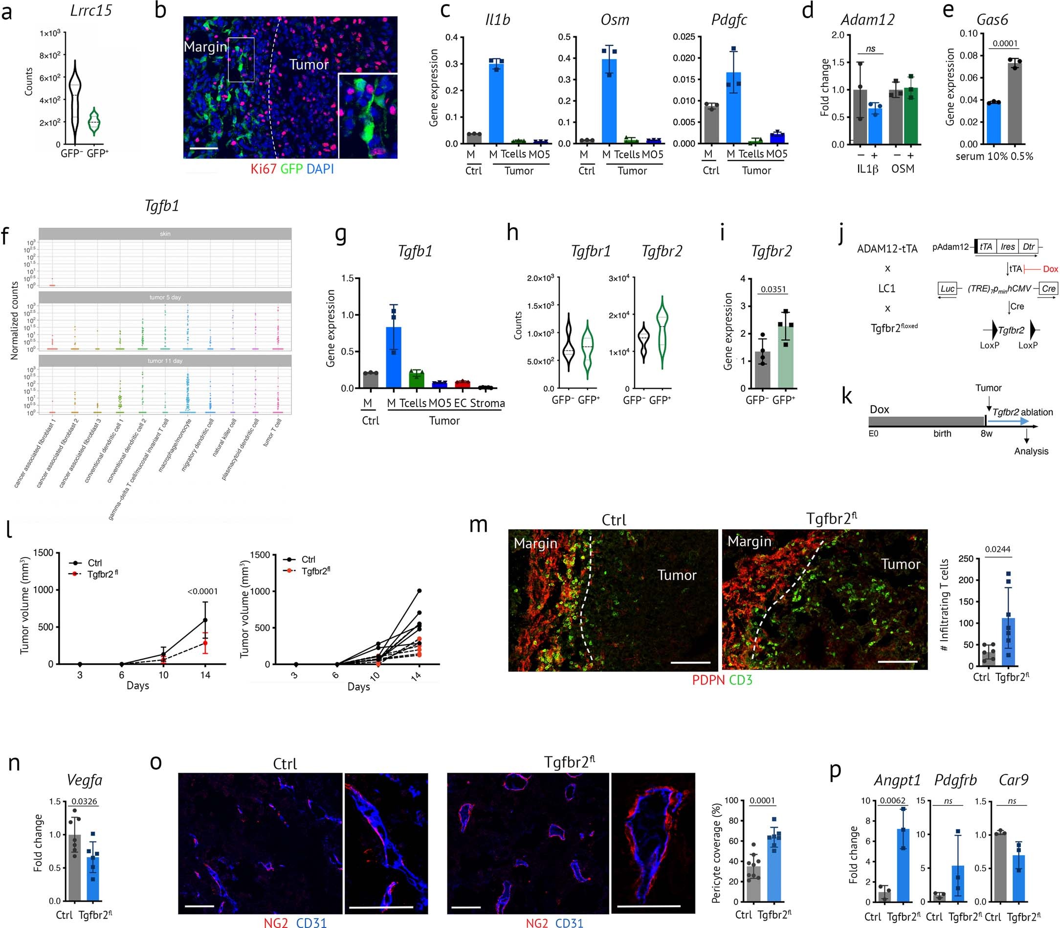 Extended Data Fig. 4: Immune-stroma crosstalk and Tgfbr2 signaling in ADAM12+ cells.
