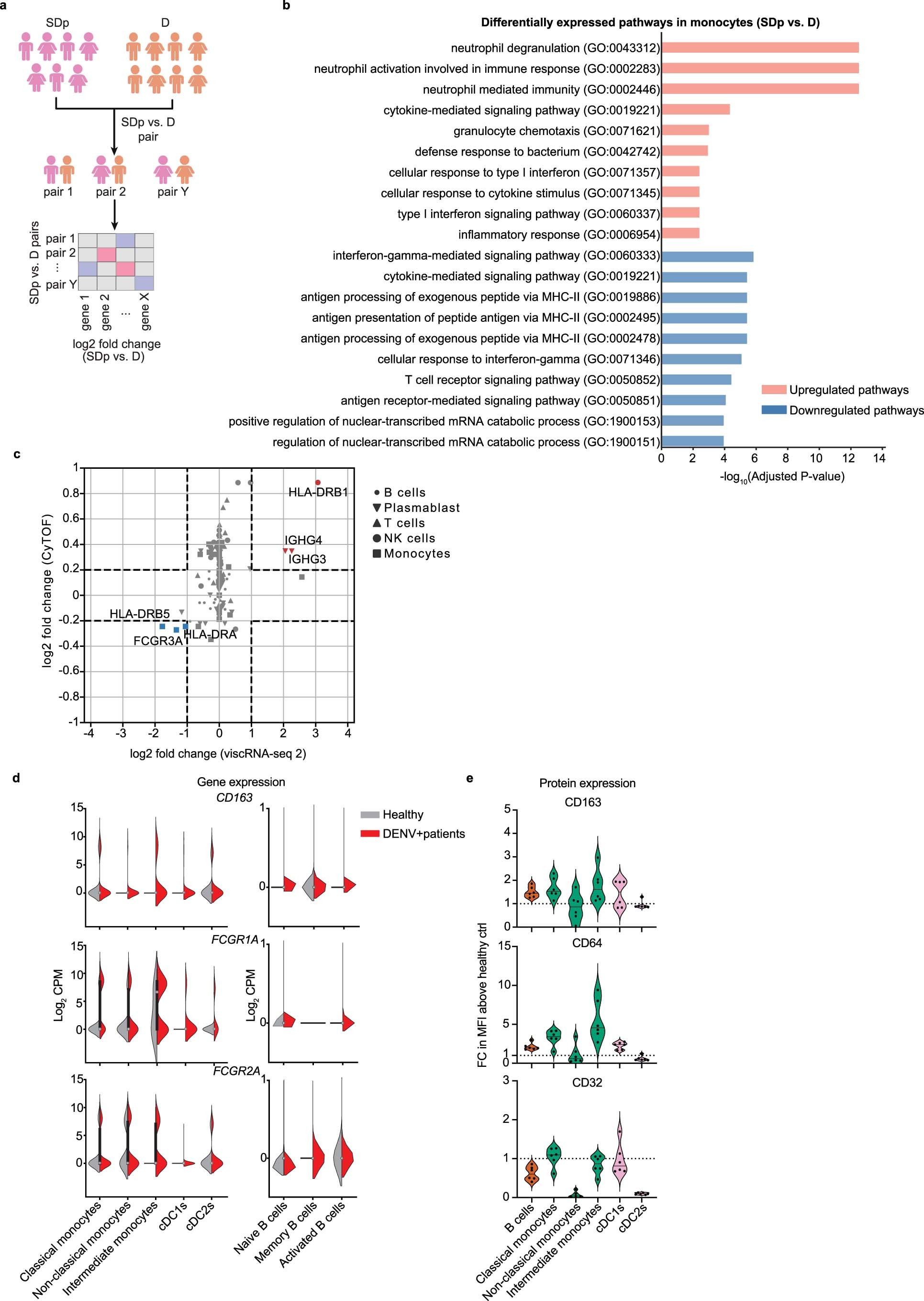 Extended Data Fig. 3: APCs from SDp show signatures of increased activation but decreased antigen presentation.