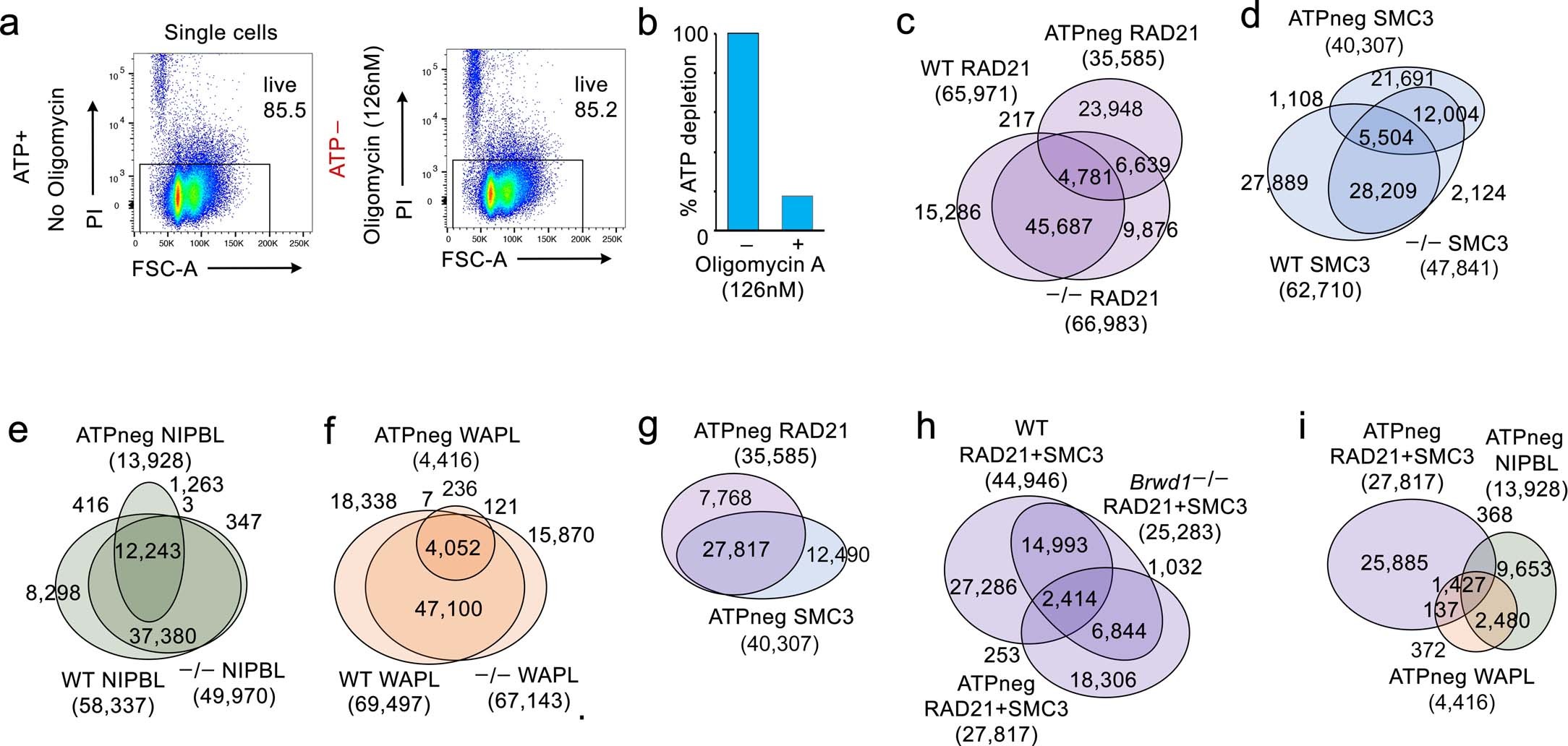 Extended Data Fig. 7: Cohesin subunit chromatin binding distributions in Brwd1-/- and ATP-depleted WT small pre-B cells.