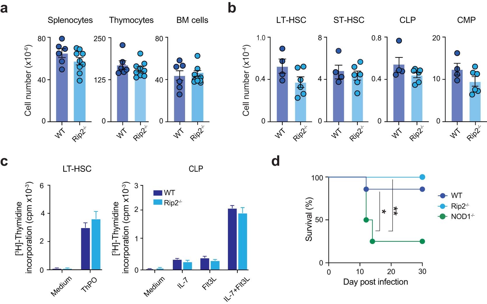 Extended Data Fig. 4: Rip2−/− mice do not display lymphopenia, decreased cytokine responsiveness or increased susceptibility to T. gondii infection.