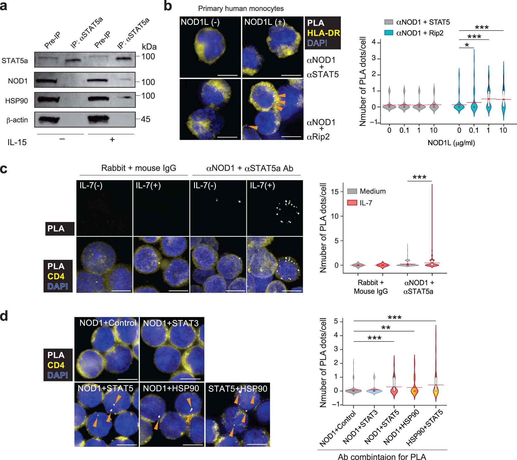 Extended Data Fig. 7: Interaction of NOD1 and STAT5a in primary human NK cells and CD4+ T lymphocytes.