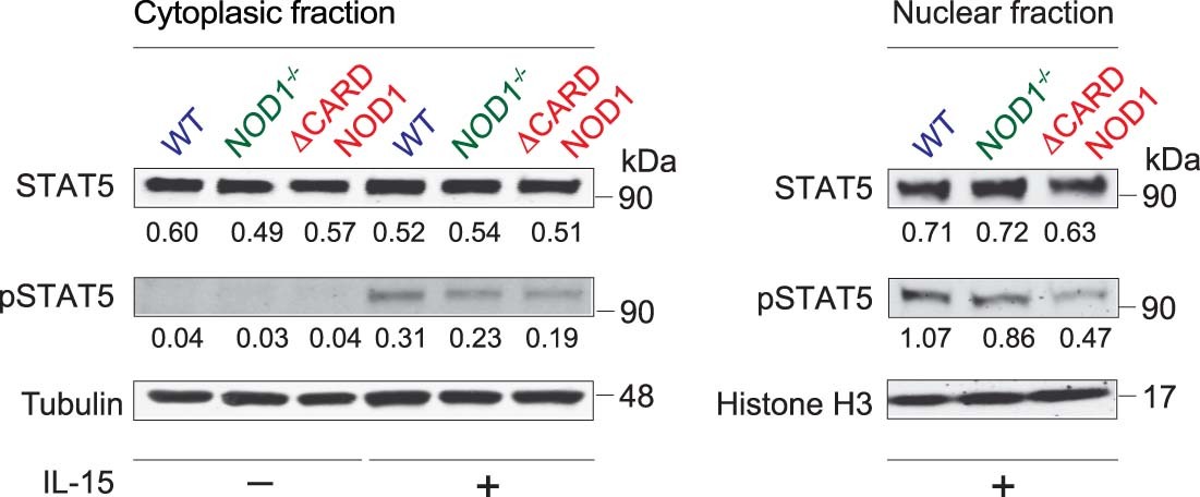 Extended Data Fig. 8: Impaired phosphorylation and nuclear translocation of STAT5 in IL-15-treated NOD1−/− and ΔCARD NOD1 naïve CD8+ T lymphocytes.