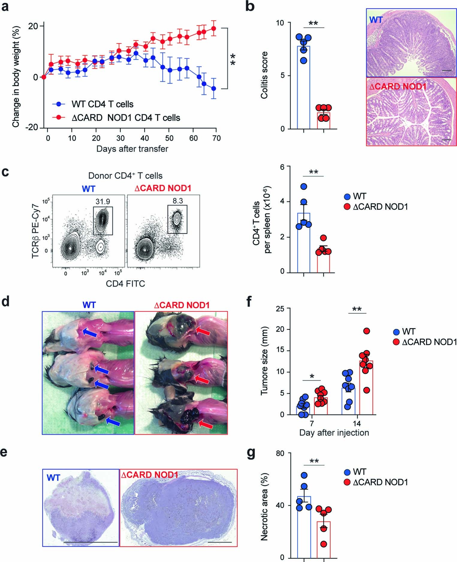 Extended Data Fig. 9: Compromised T cell functions in ΔCARD NOD1 mice.