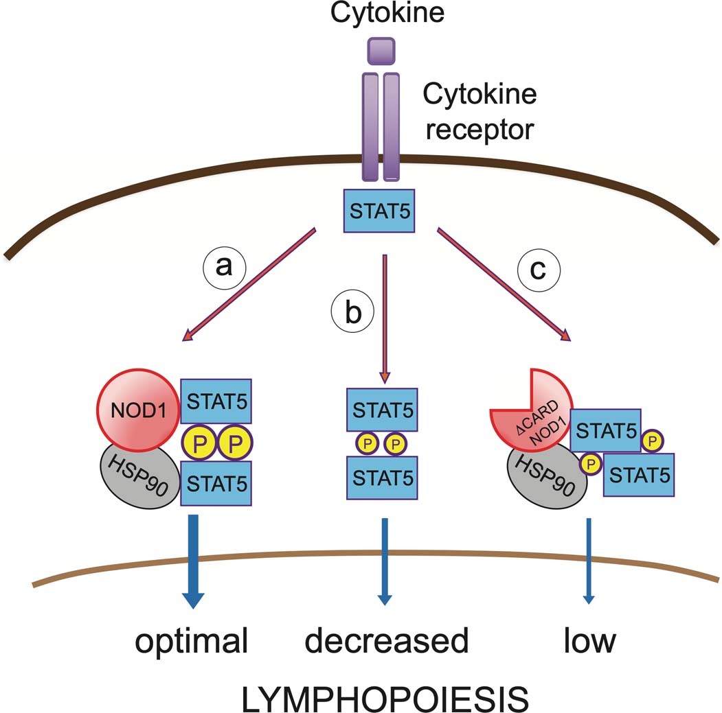 Extended Data Fig. 10: Working model for NOD1-controlled STAT5-medaited lymphopoiesis.